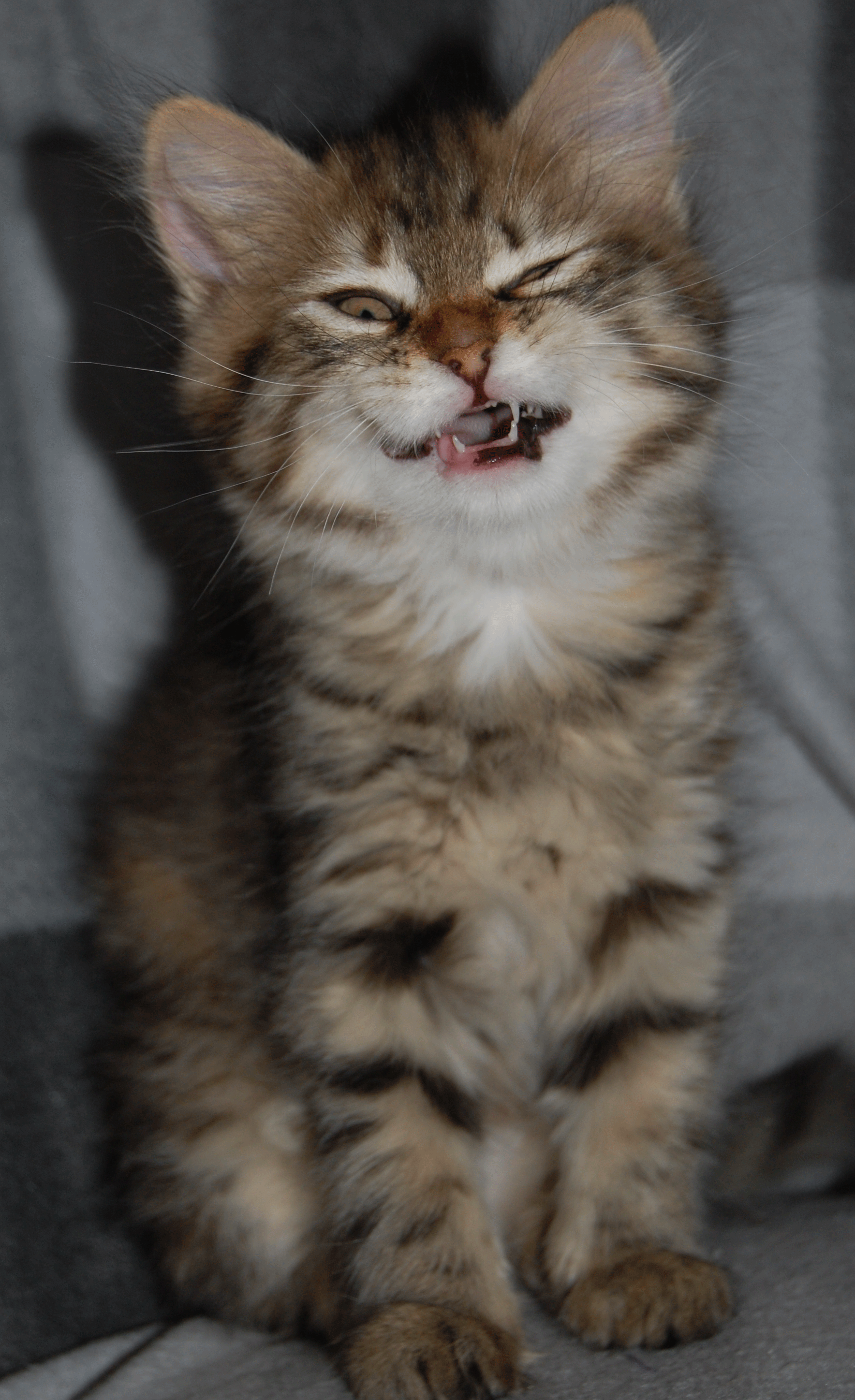 sibirisk kattunge