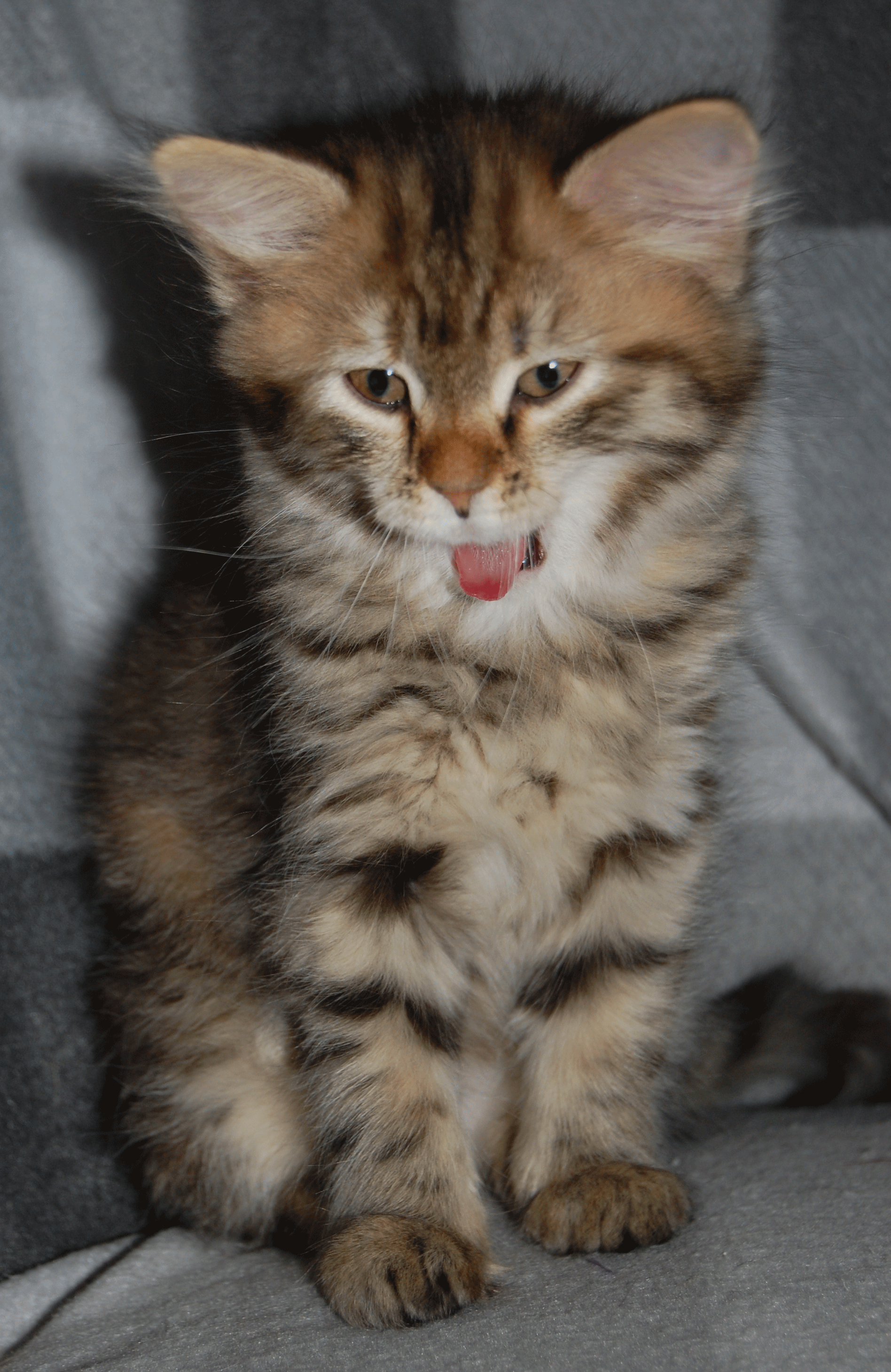 sibirisk kattunge Epsilon