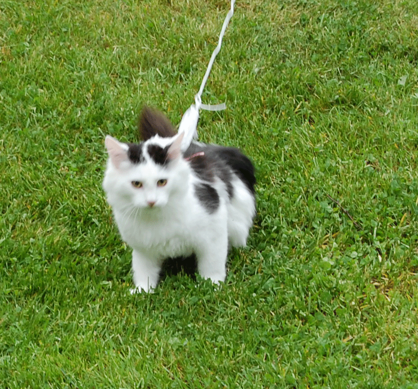 sibirisk katt