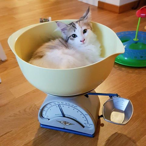 Sibirisk kattunge Nymphe