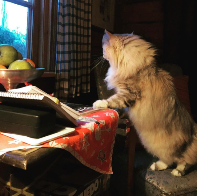 Sibirisk katt Xui