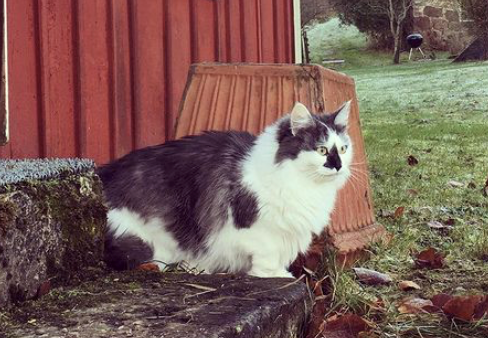 sibirisk katt Wild