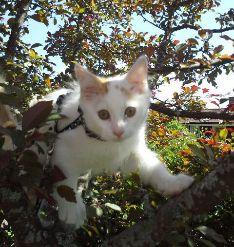 Sibirisk kattunge Mozart