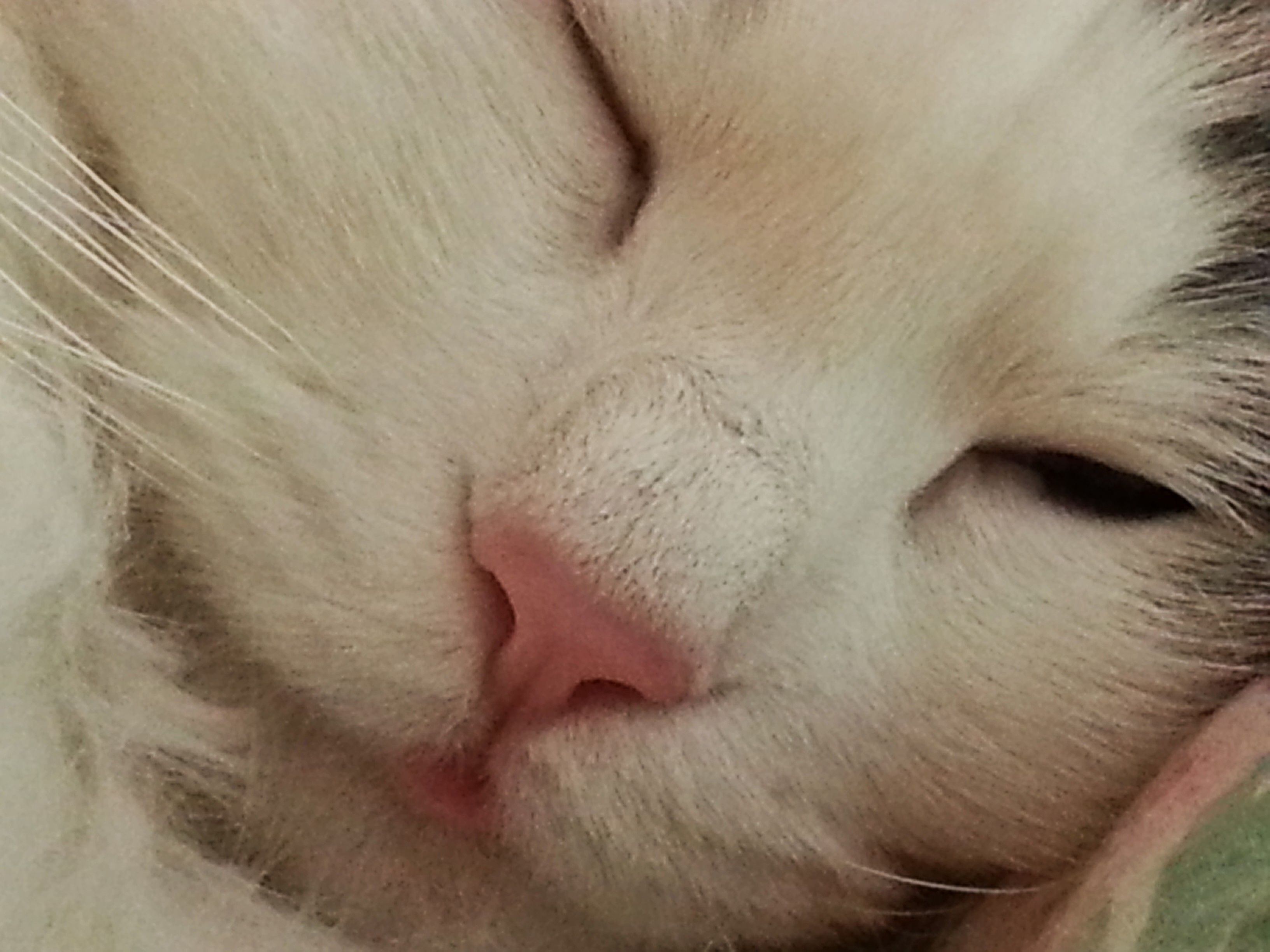 sibirisk katt Oskar