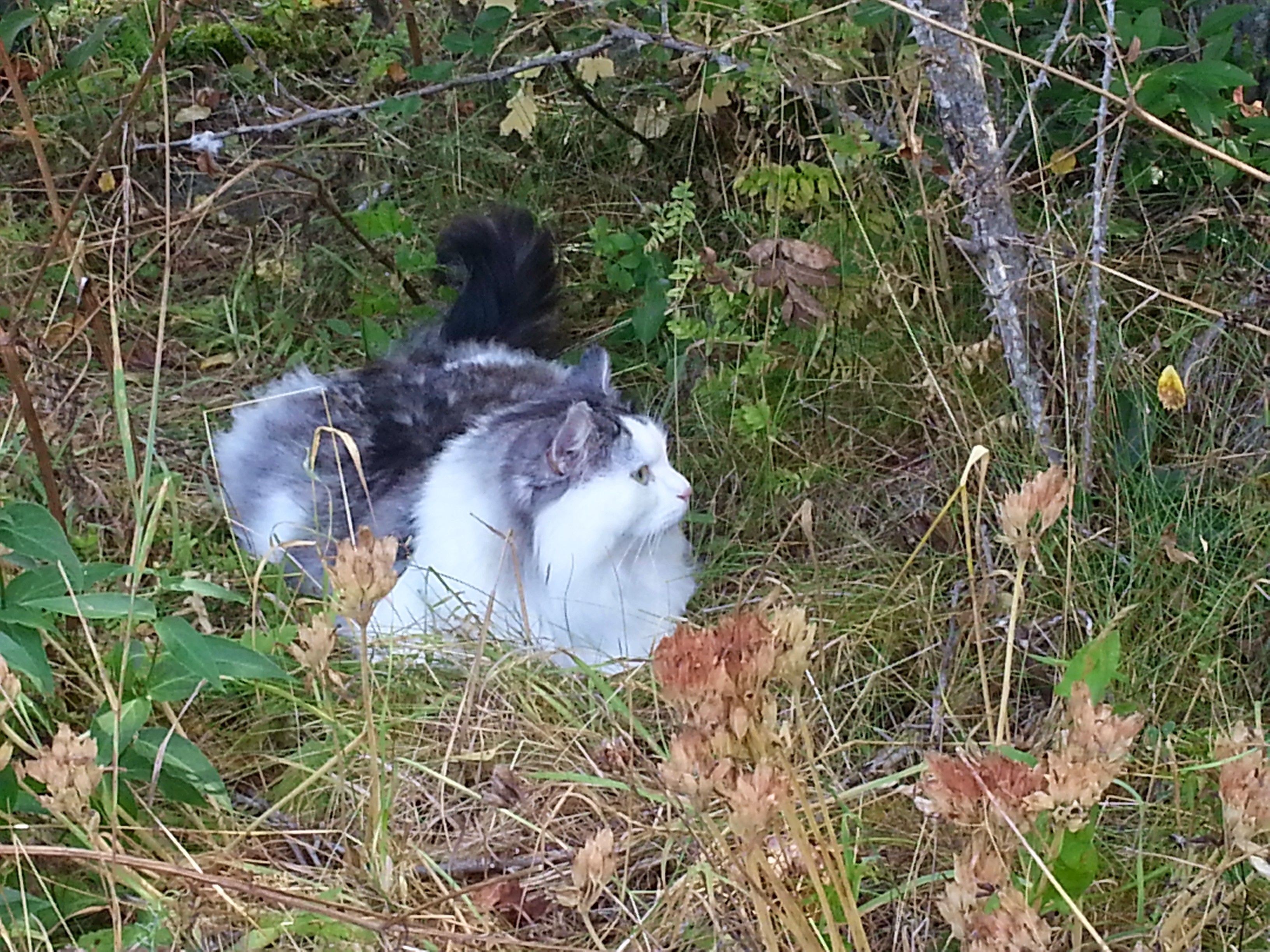 sibirisk katt Oscar
