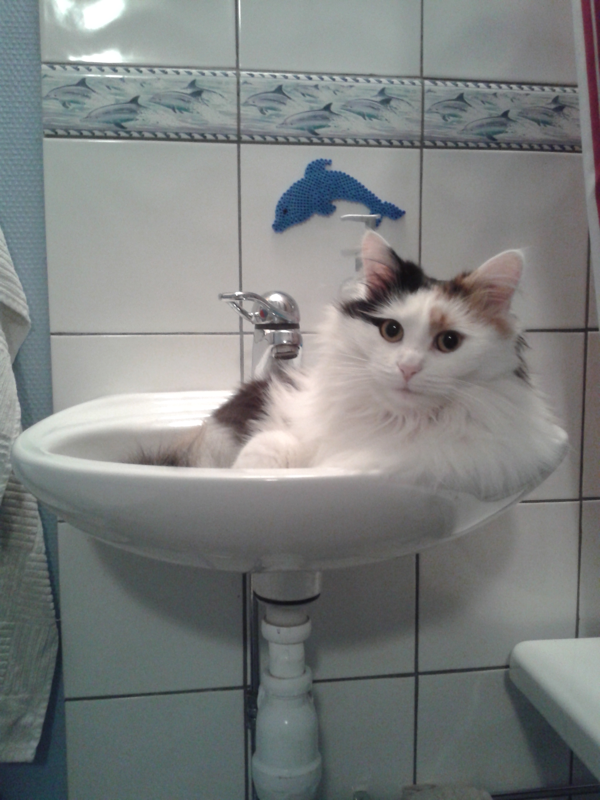 sibirisk katt Rowena