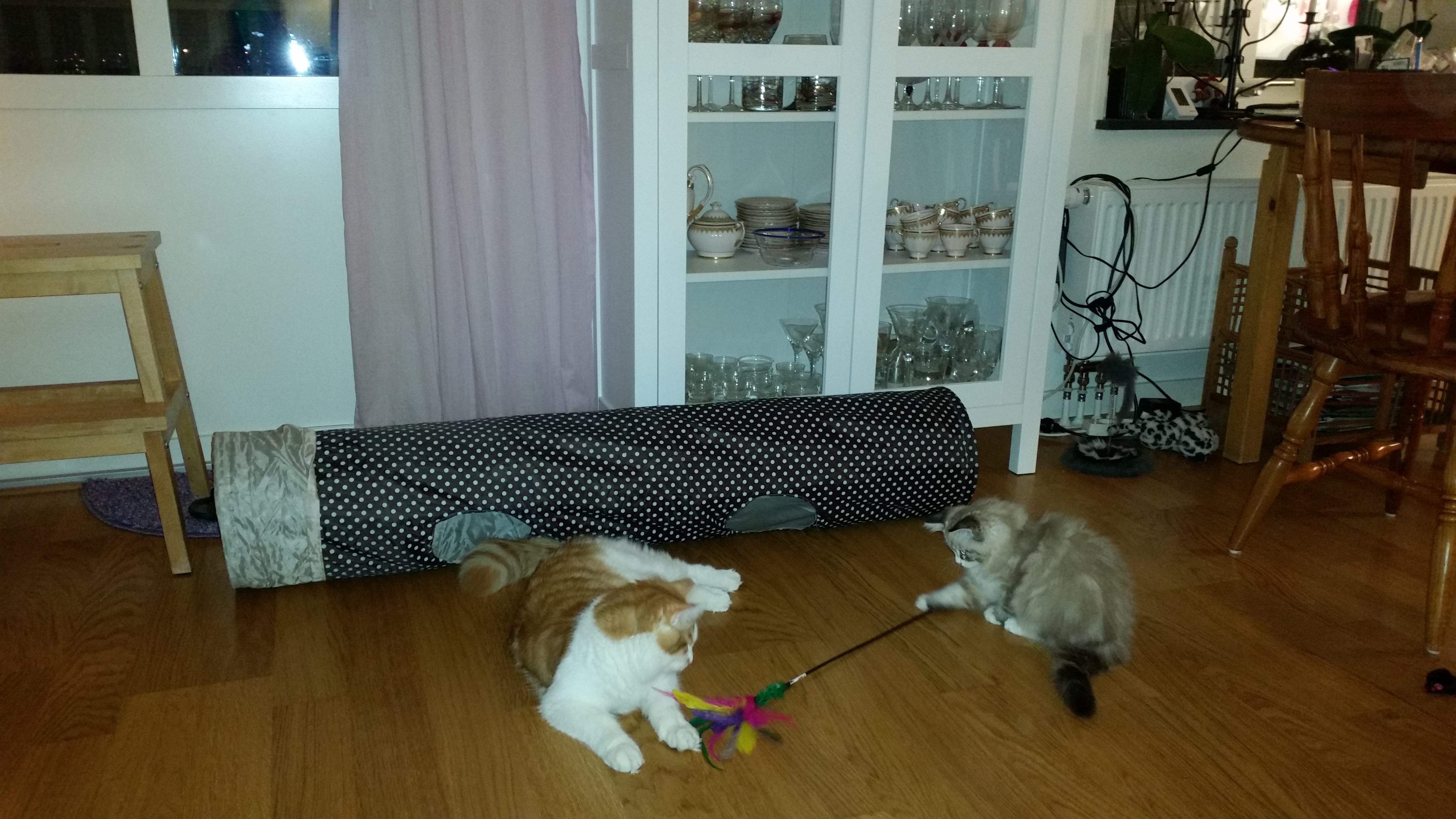 sibirisk katt Thor Tellus