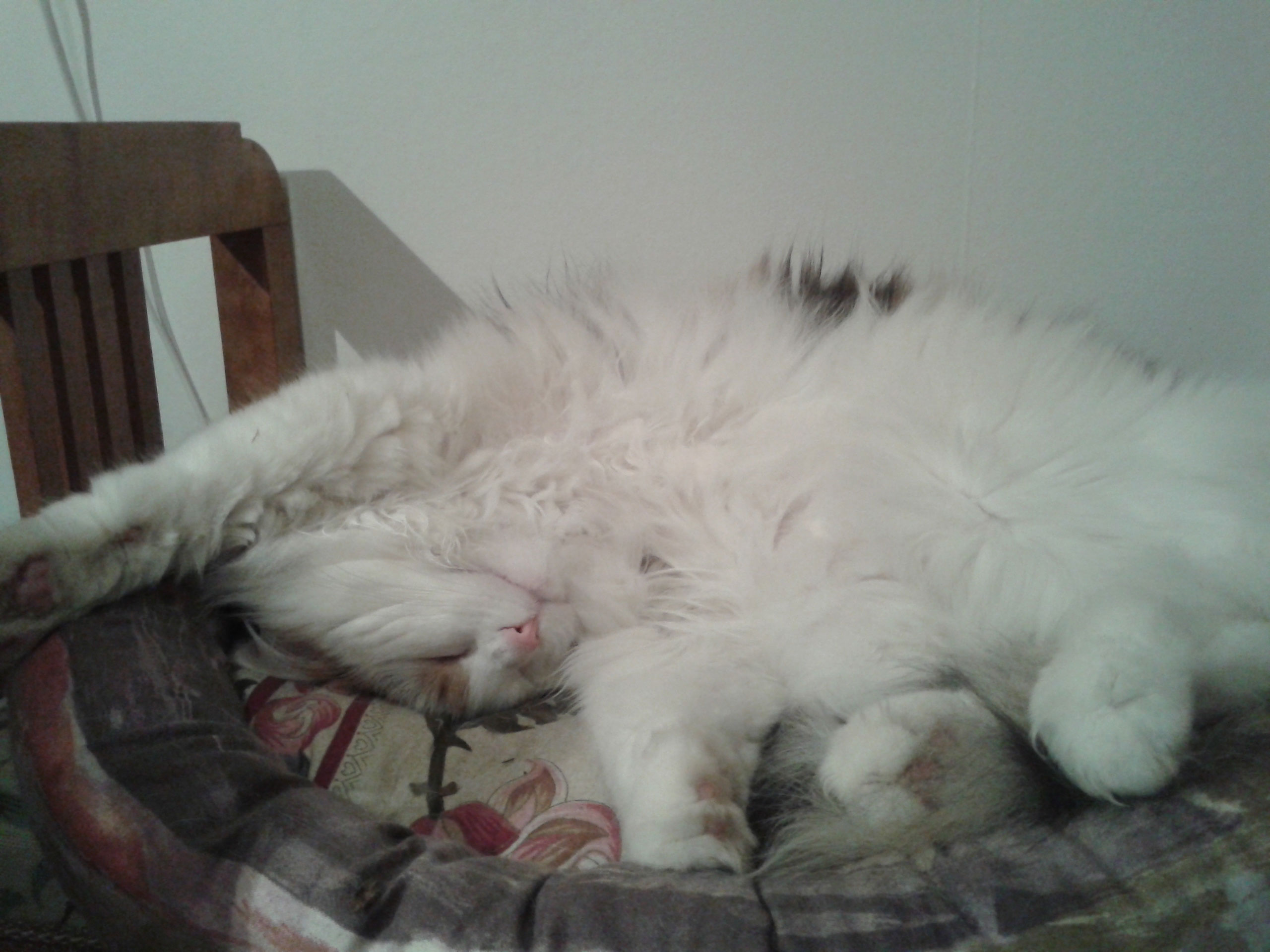 sibirisk katt Rowena