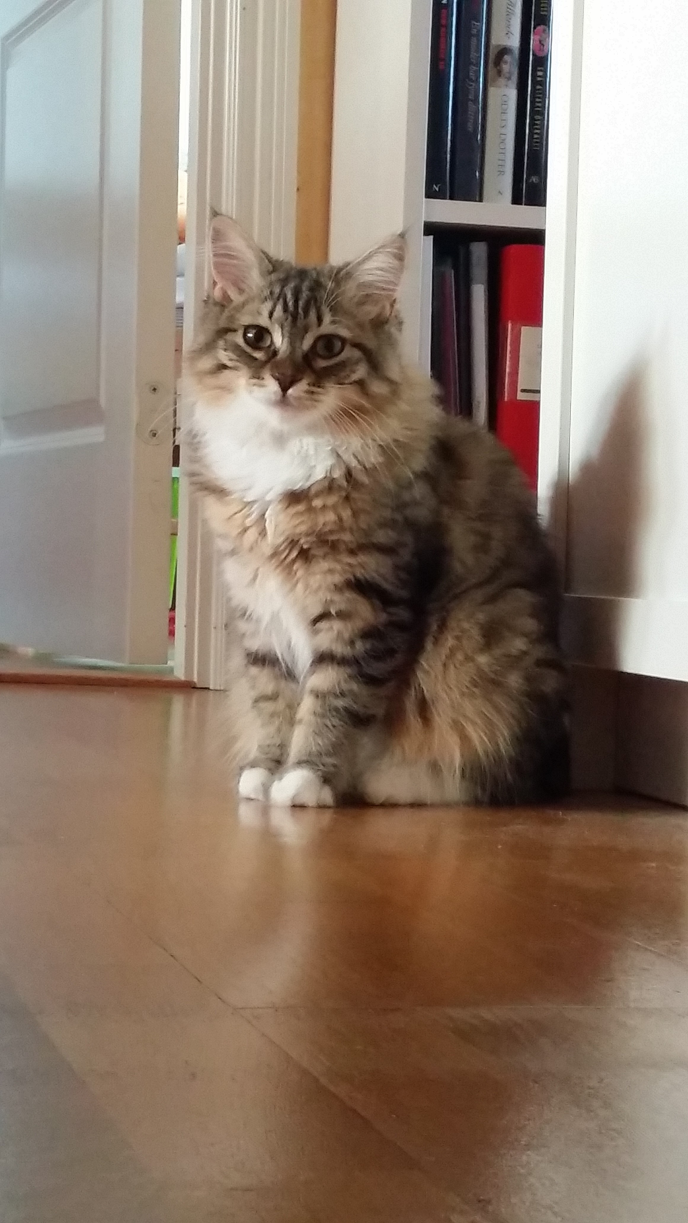 sibirisk katt Pixi