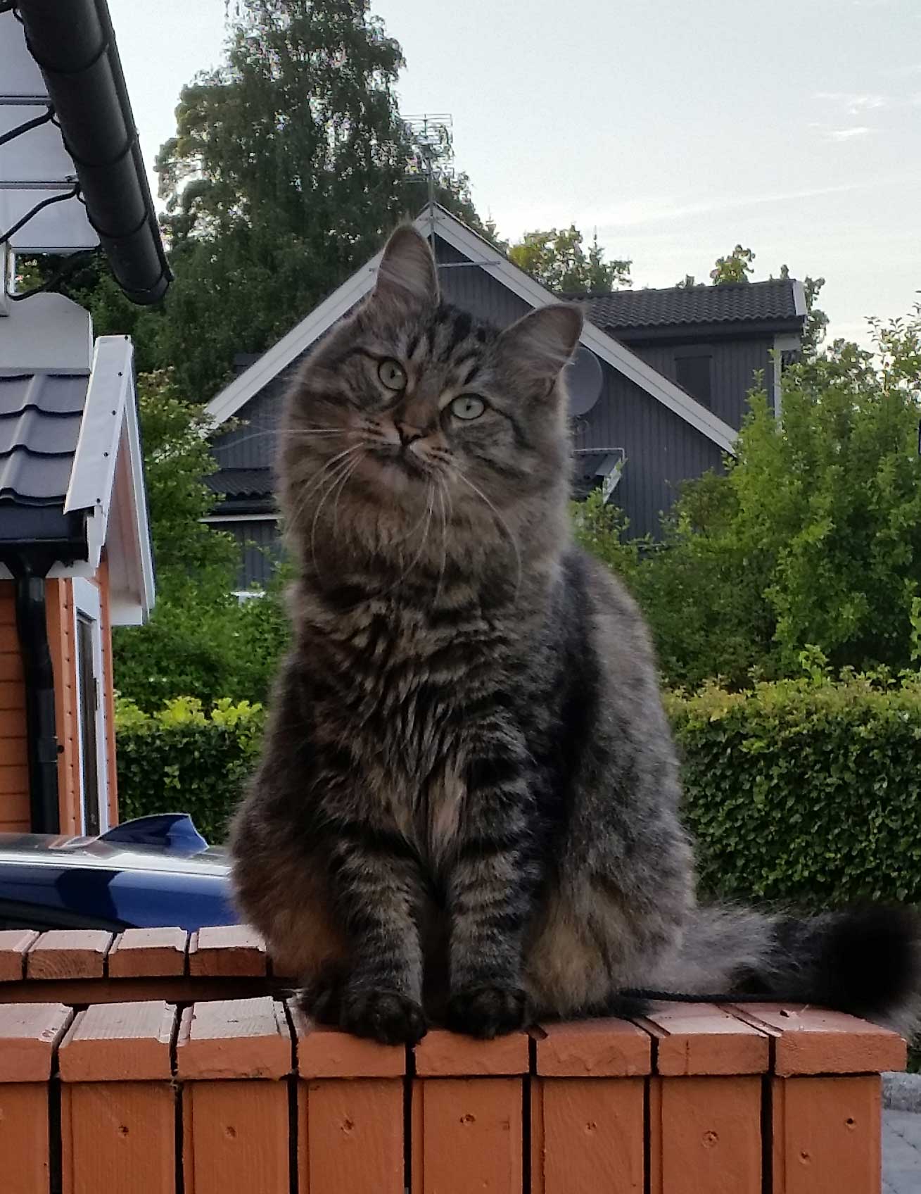 sibirisk kattunge Merlin