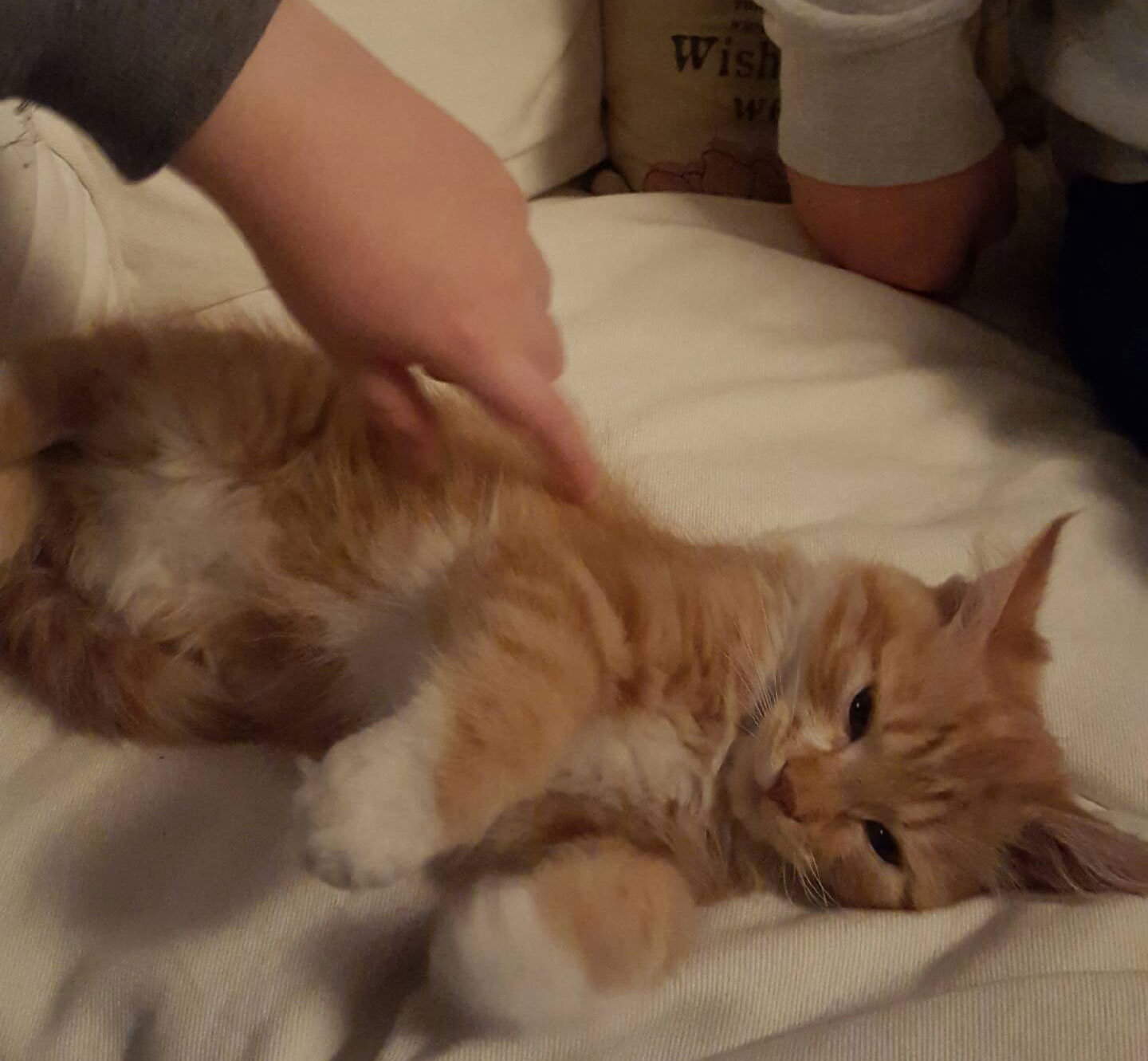 sibirisk kattunge Zeus