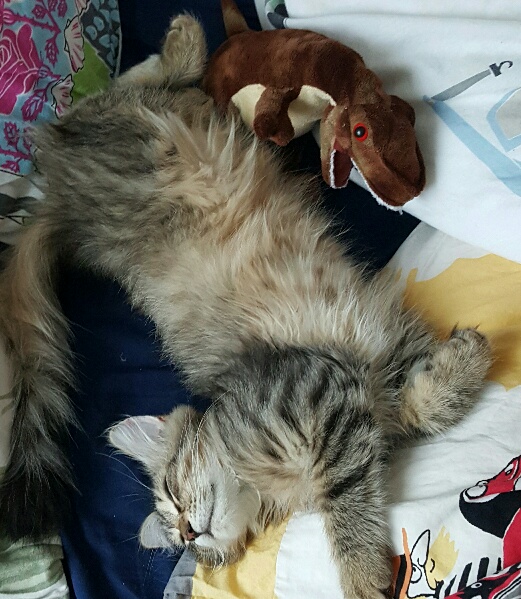 sibirisk kattunge Black