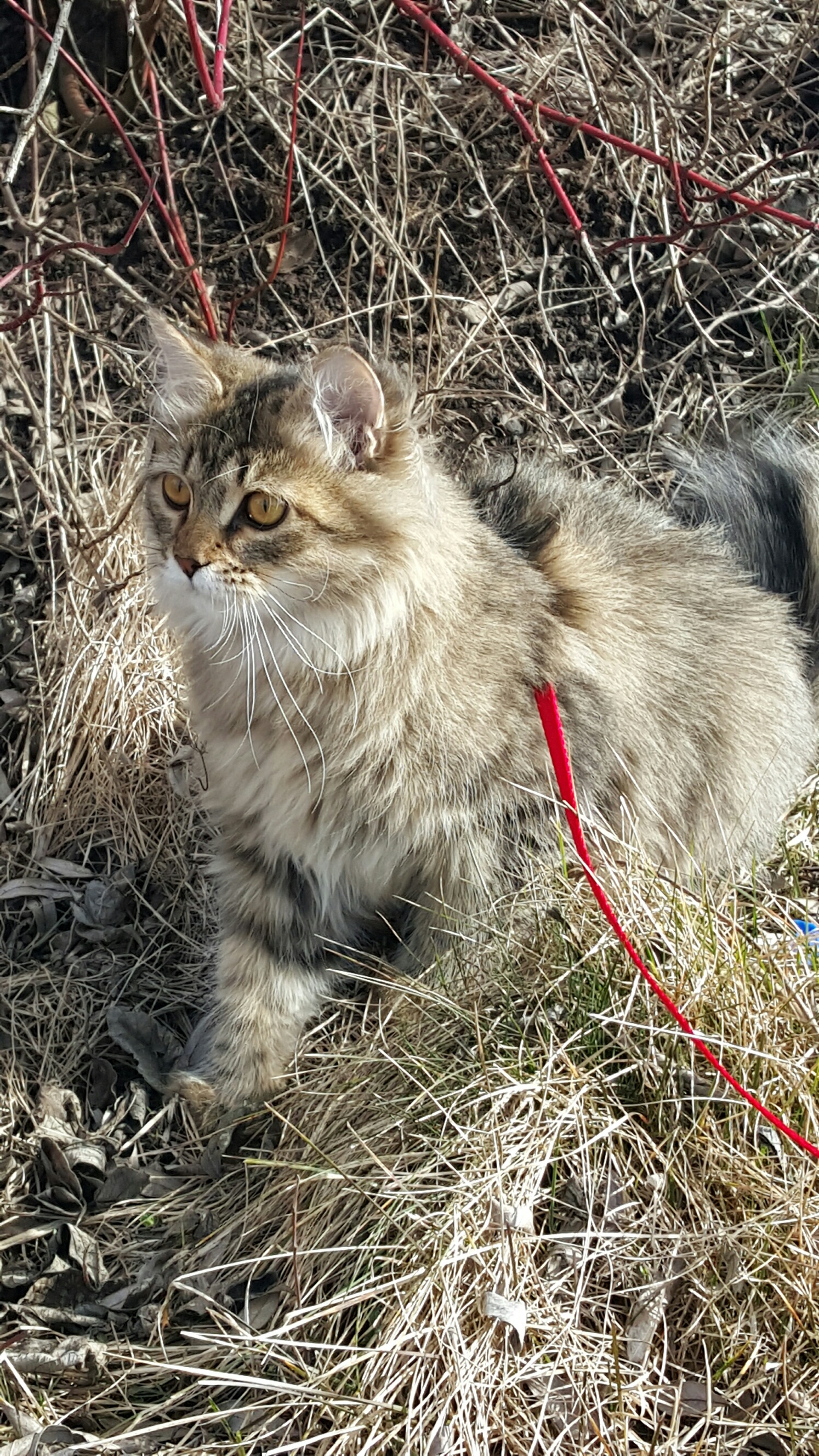 sibirisk katt Black