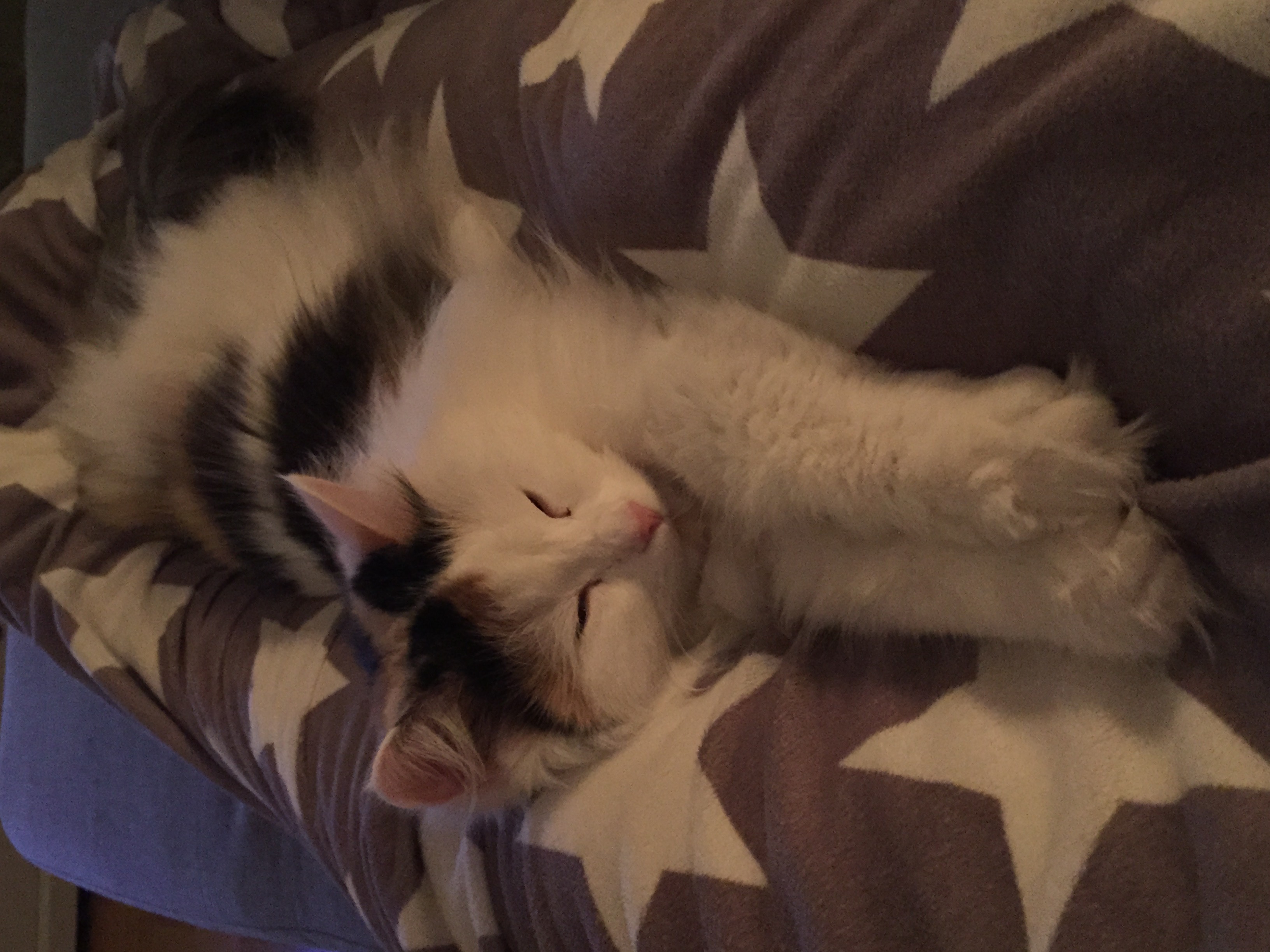 sibirisk katt Nova