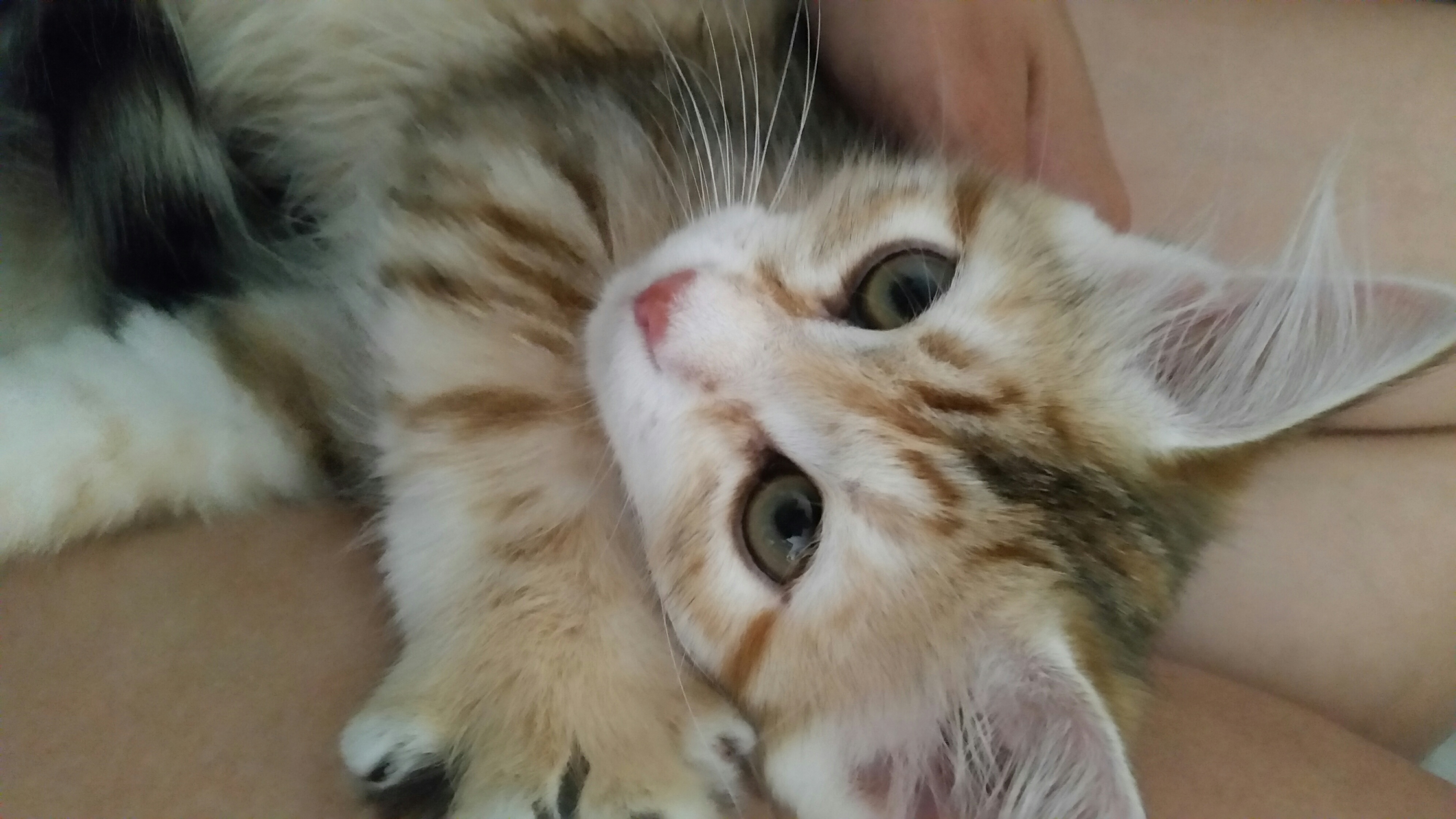 Sibirisk katt Marilyn