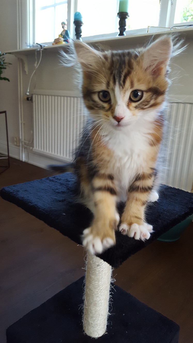 sibirisk kattunge Nyx