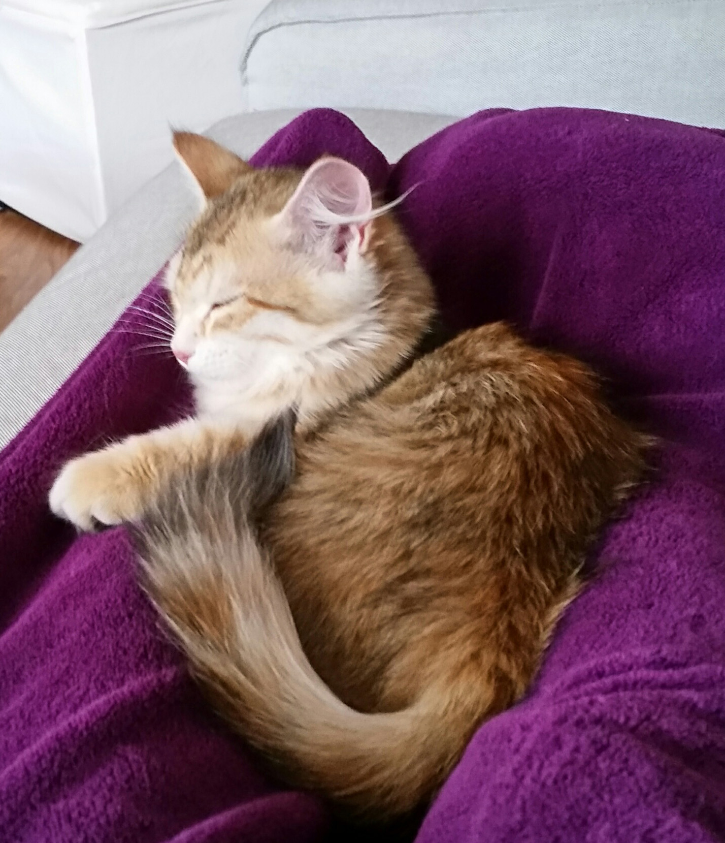 Sibirisk kattunge Marilyn
