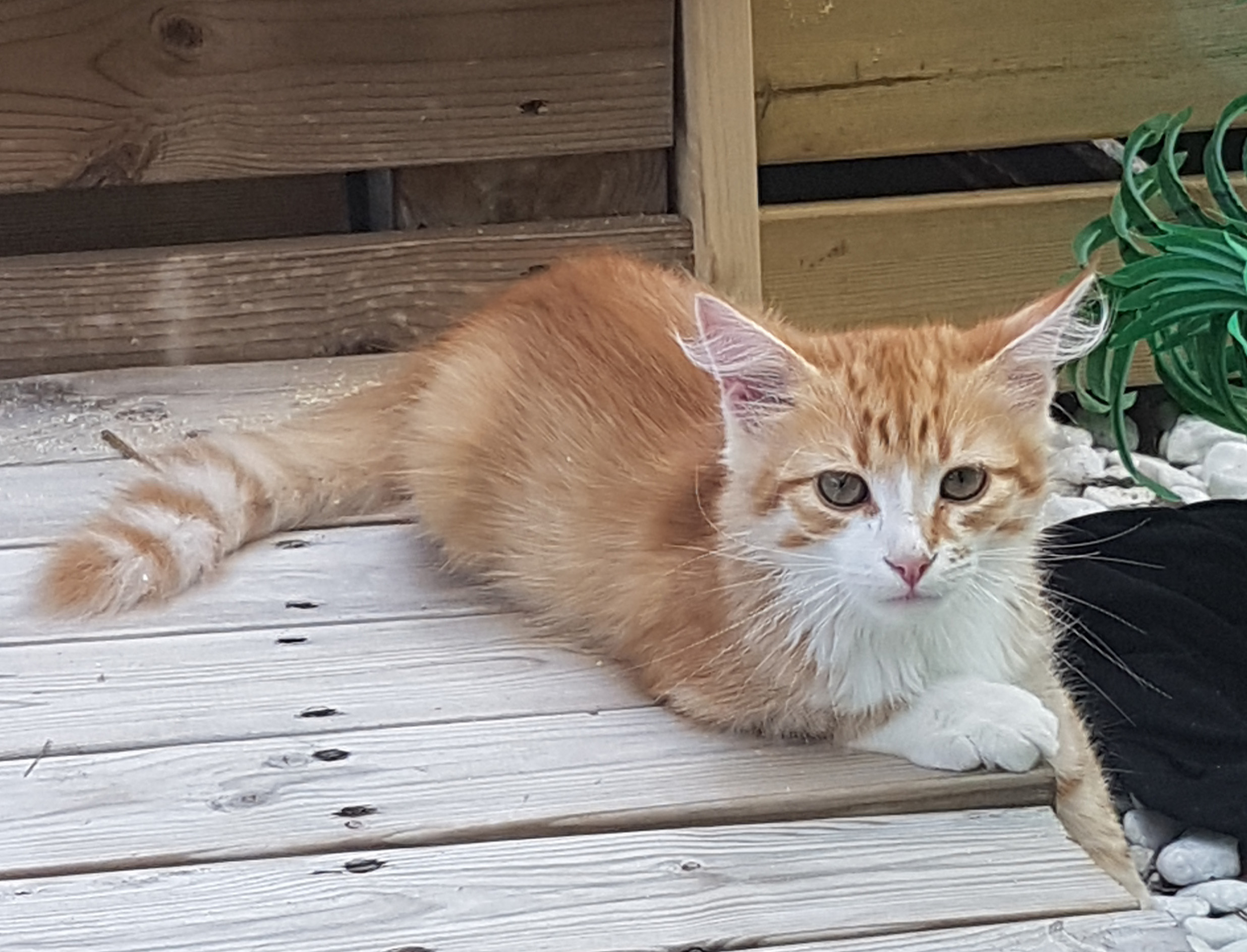 Sibirisk kattunge Neptune