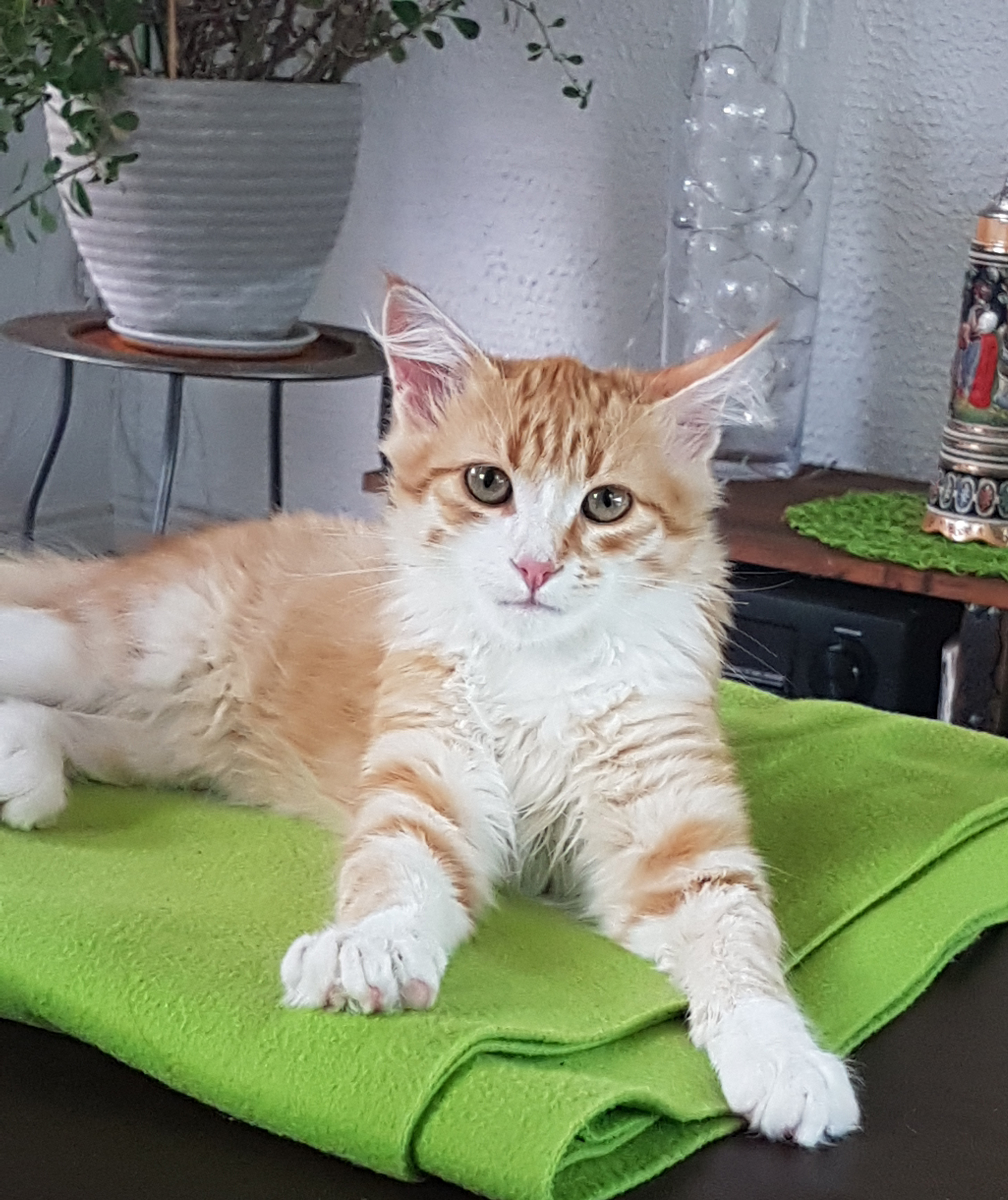 sibirisk katt Neptune