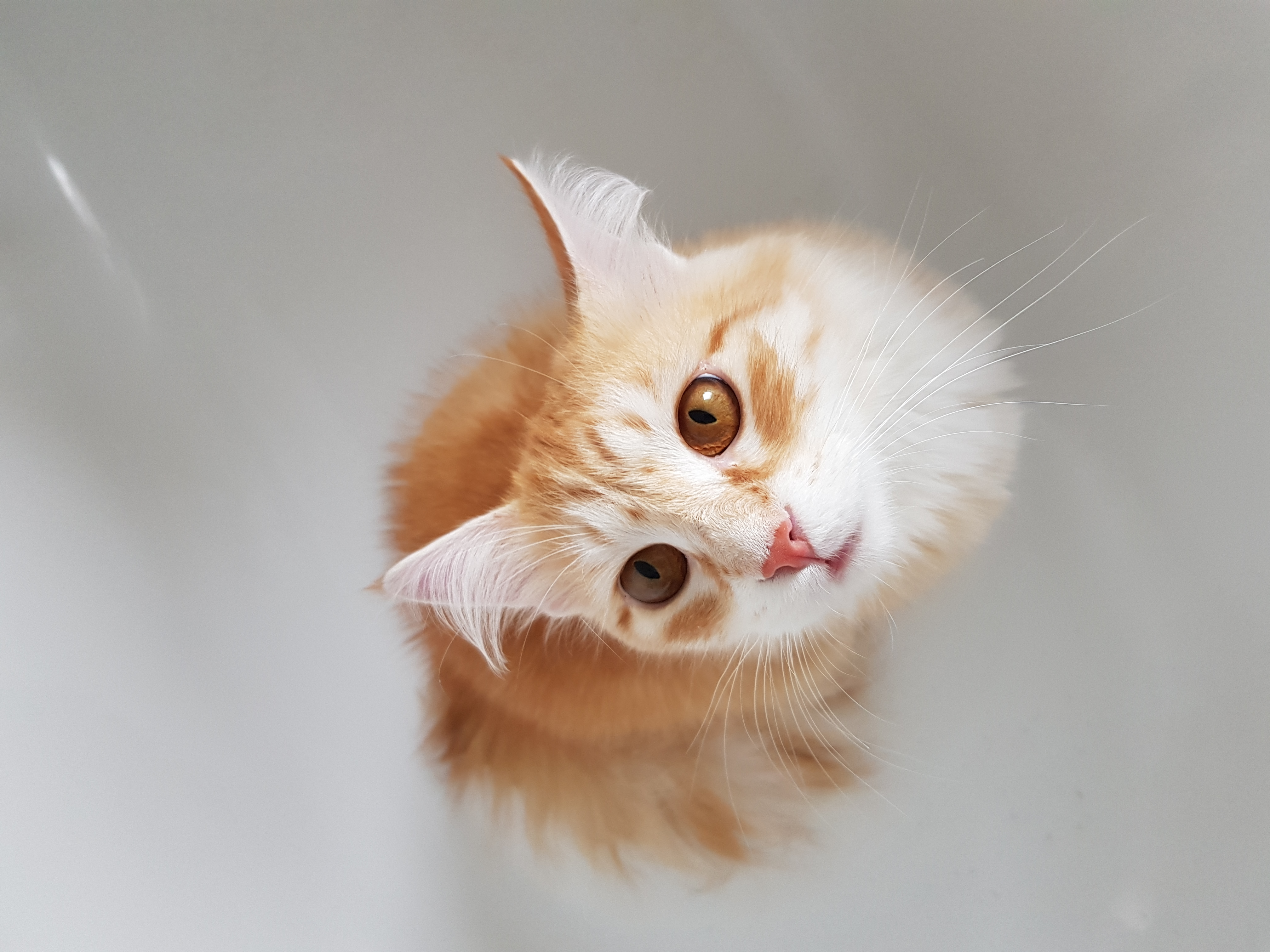 sibirisk katt Ian