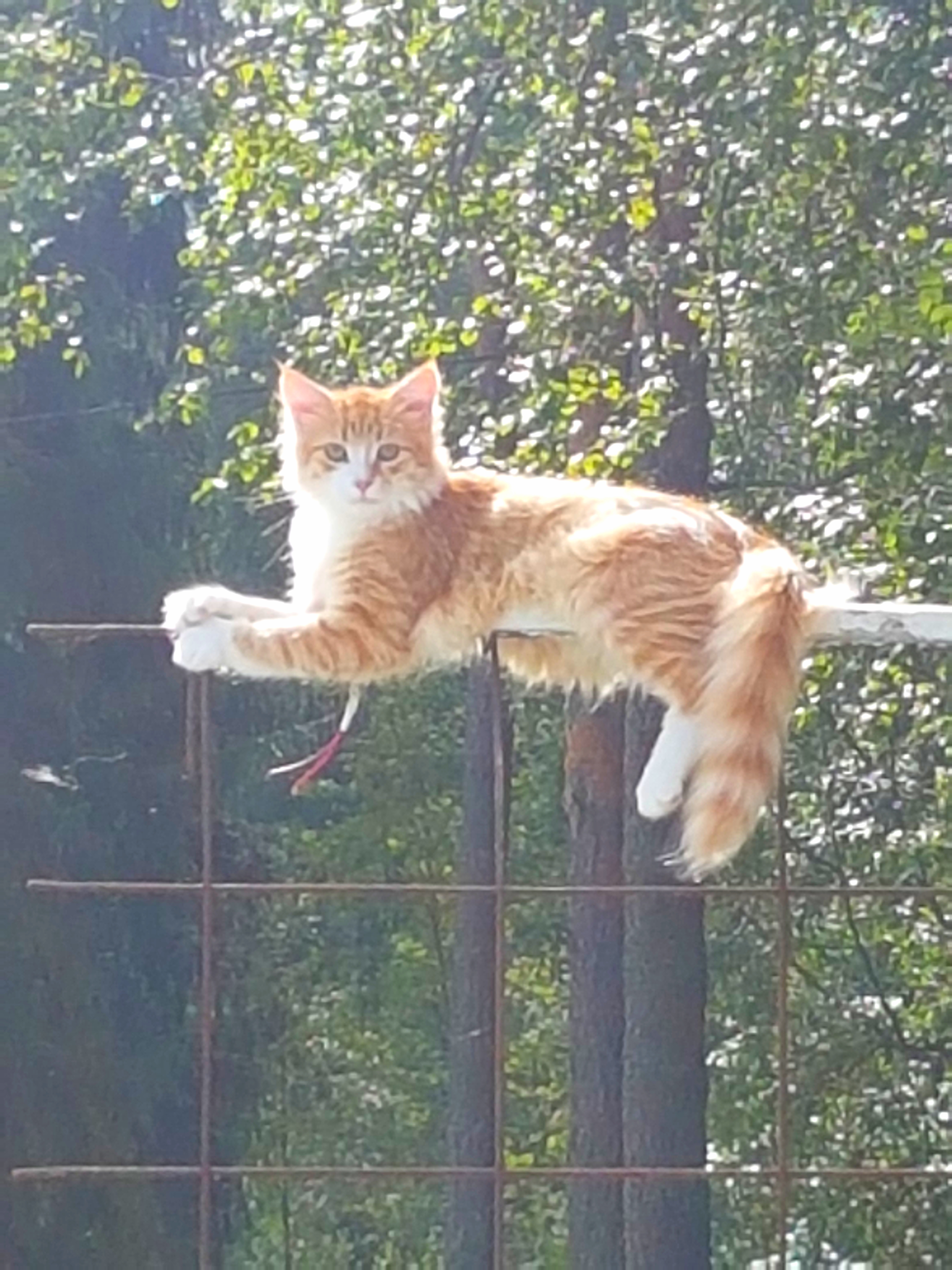 sibirisk kattunge Neptune