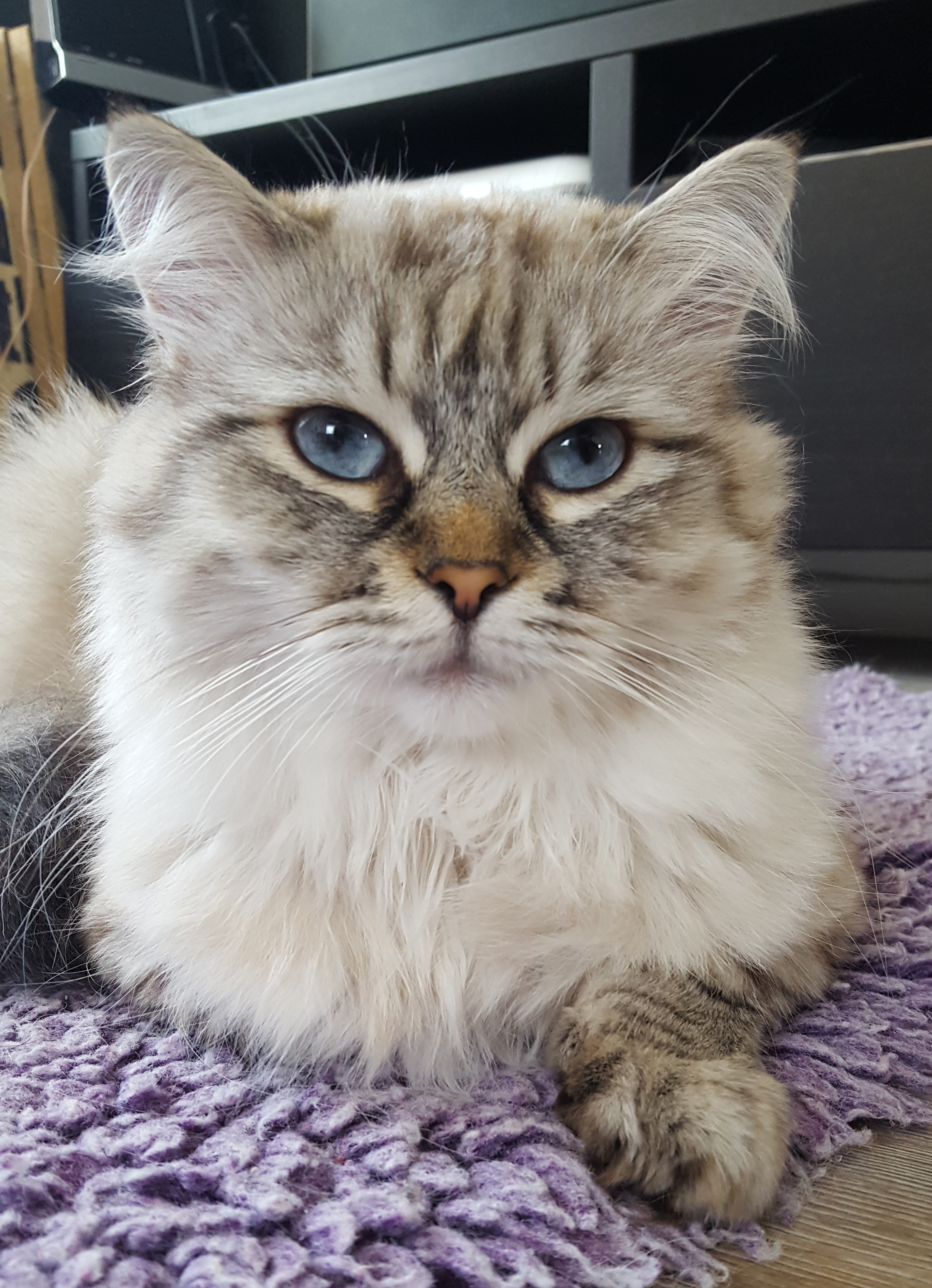 sibirisk katt Venus