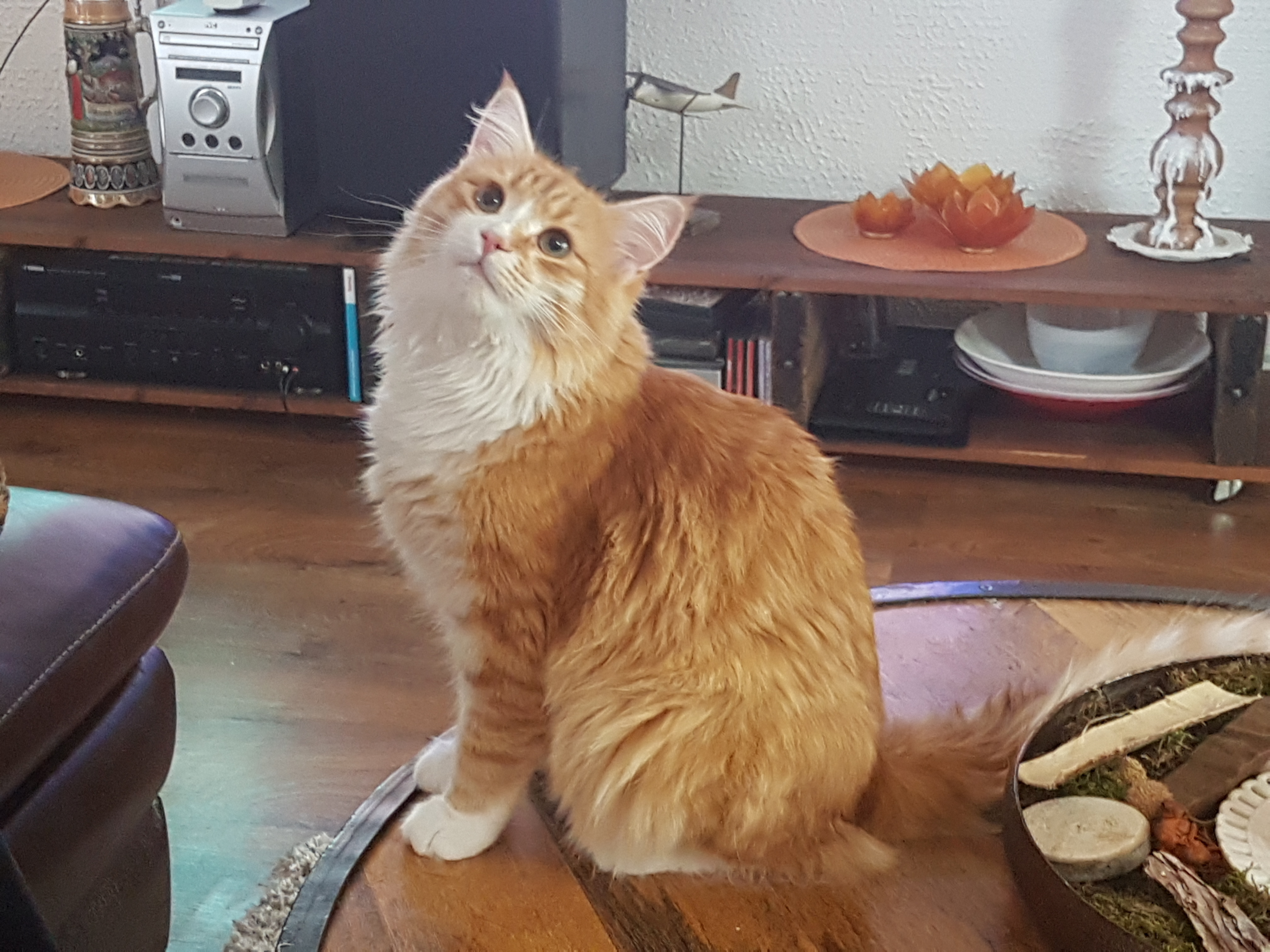 sibirisk kattNeptune