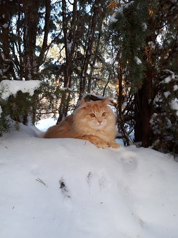 sibirisk katt Diablo