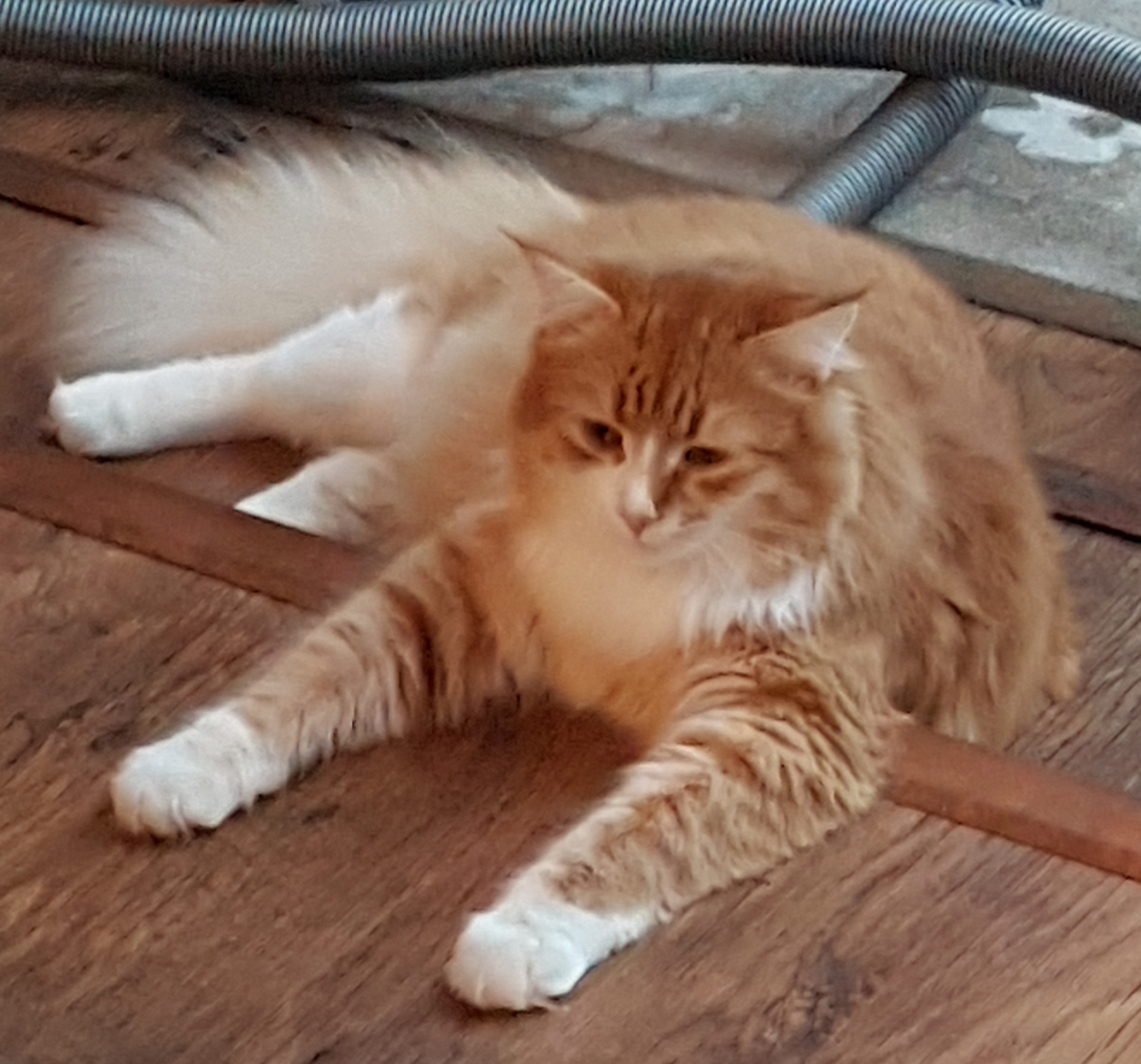 sibirisk katt Neptune