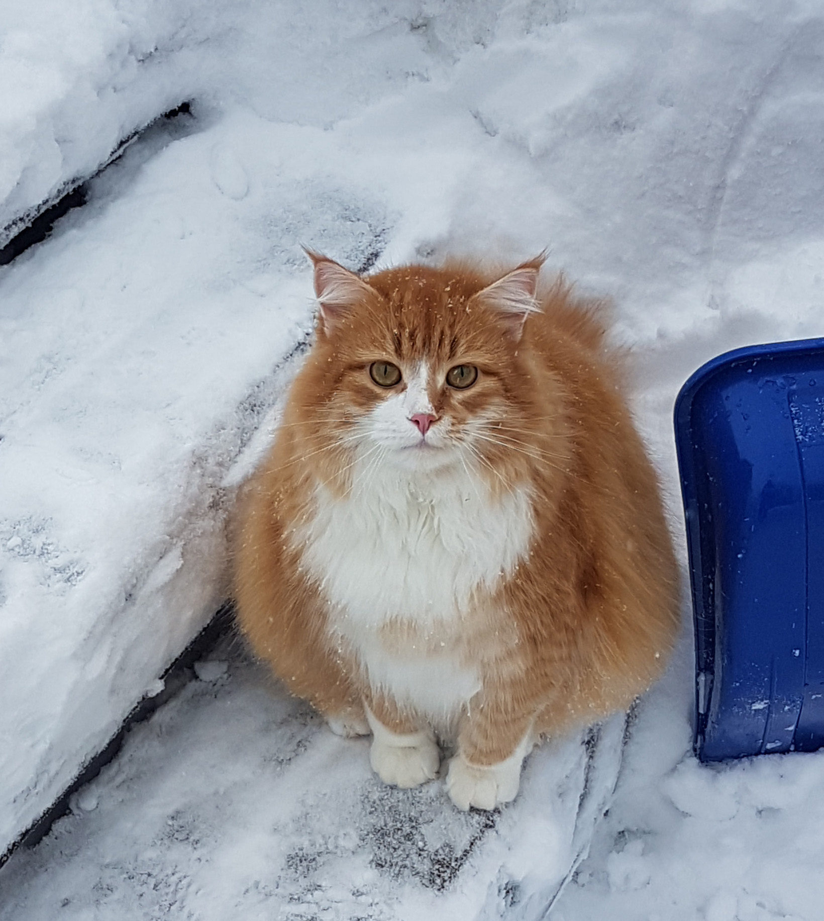 sibirisk katt Neptune