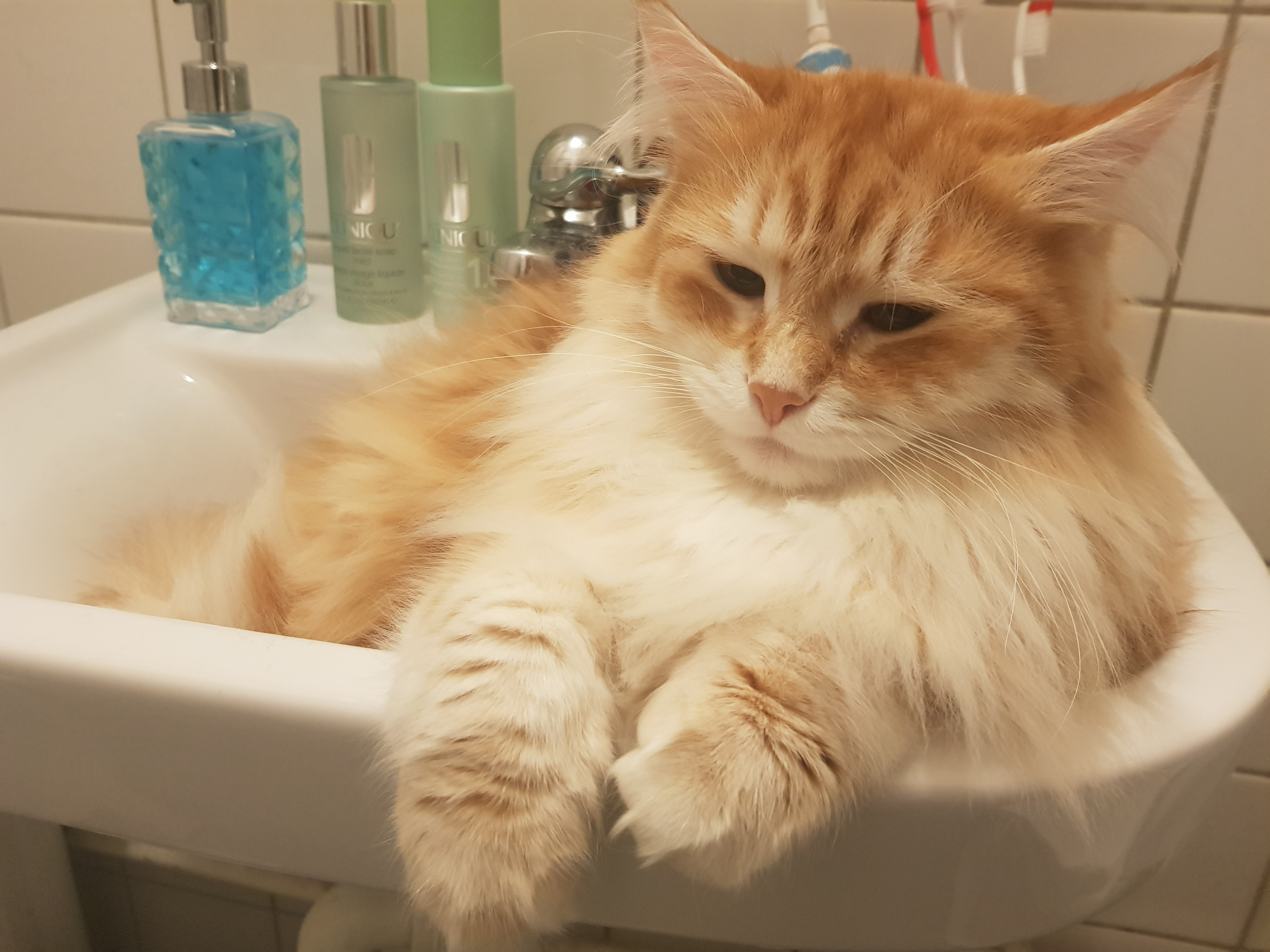 sibirisk katt Ian