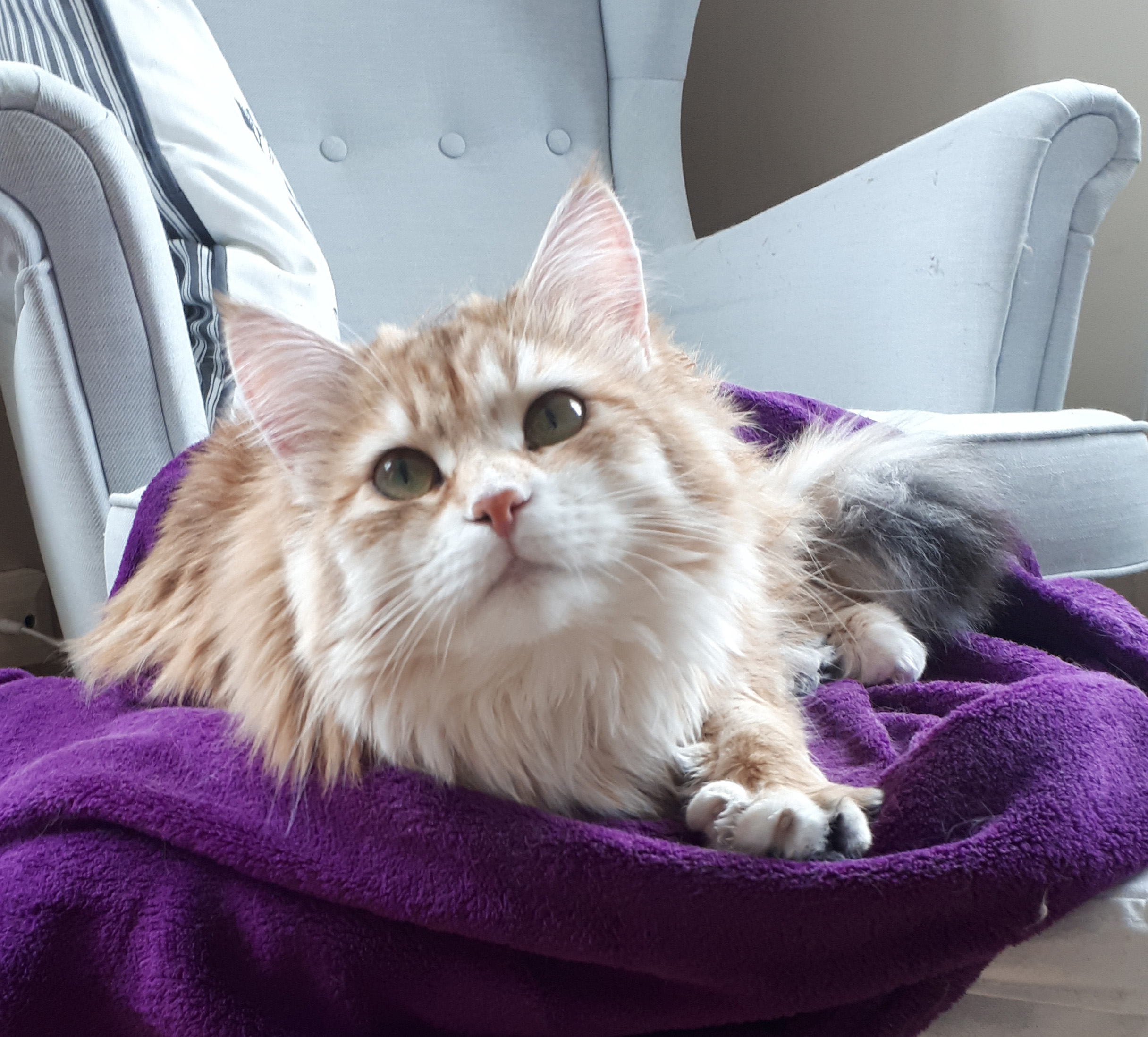 sibirisk katt Marilyn