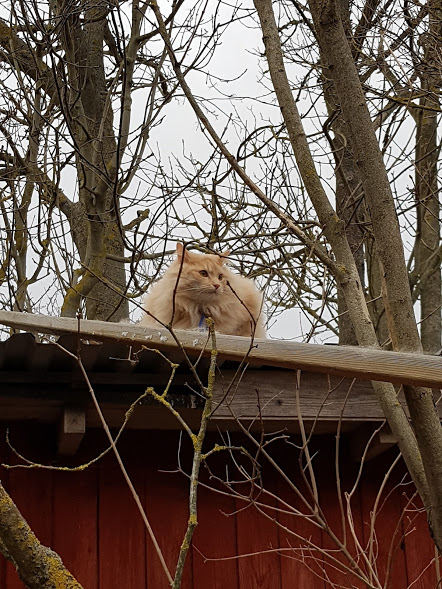sibirisk katt Diablo