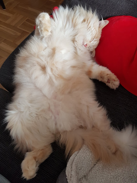 sibirisk katt Diablo