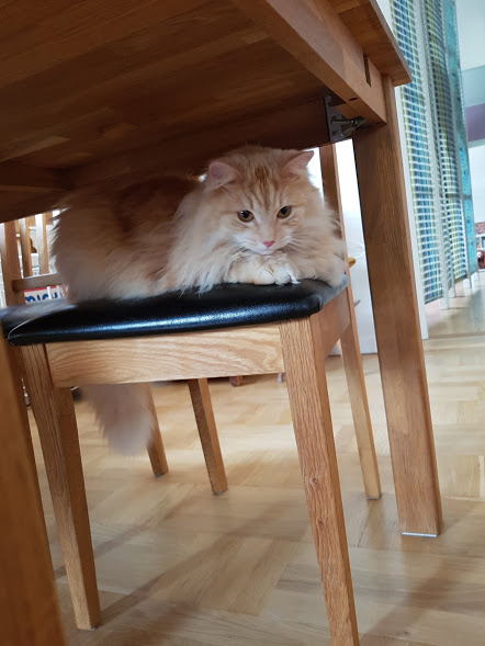 sibirisk katt Diablo