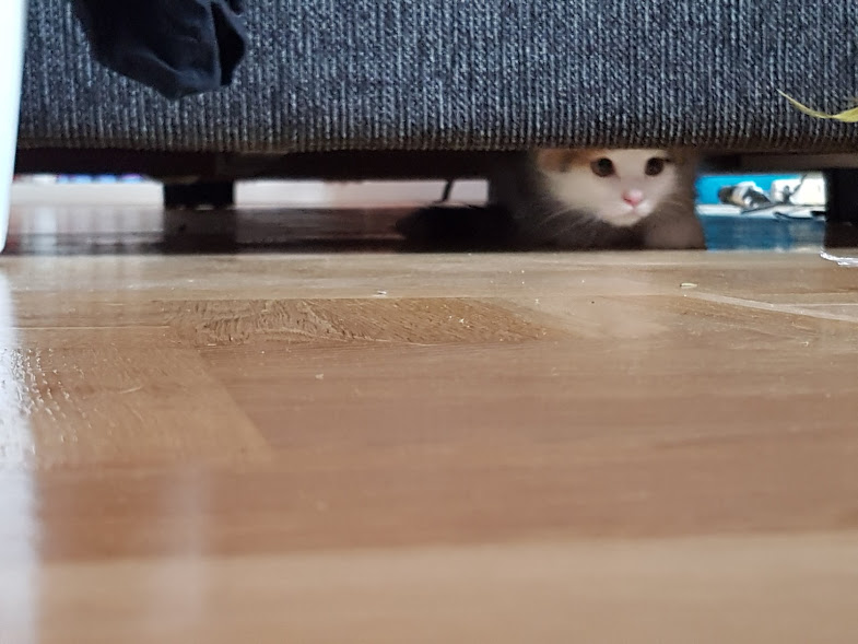 sibirisk katt Pandora