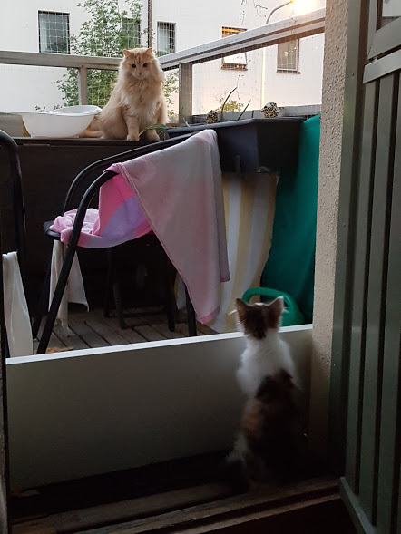 sibirisk katt Diablo Pandora