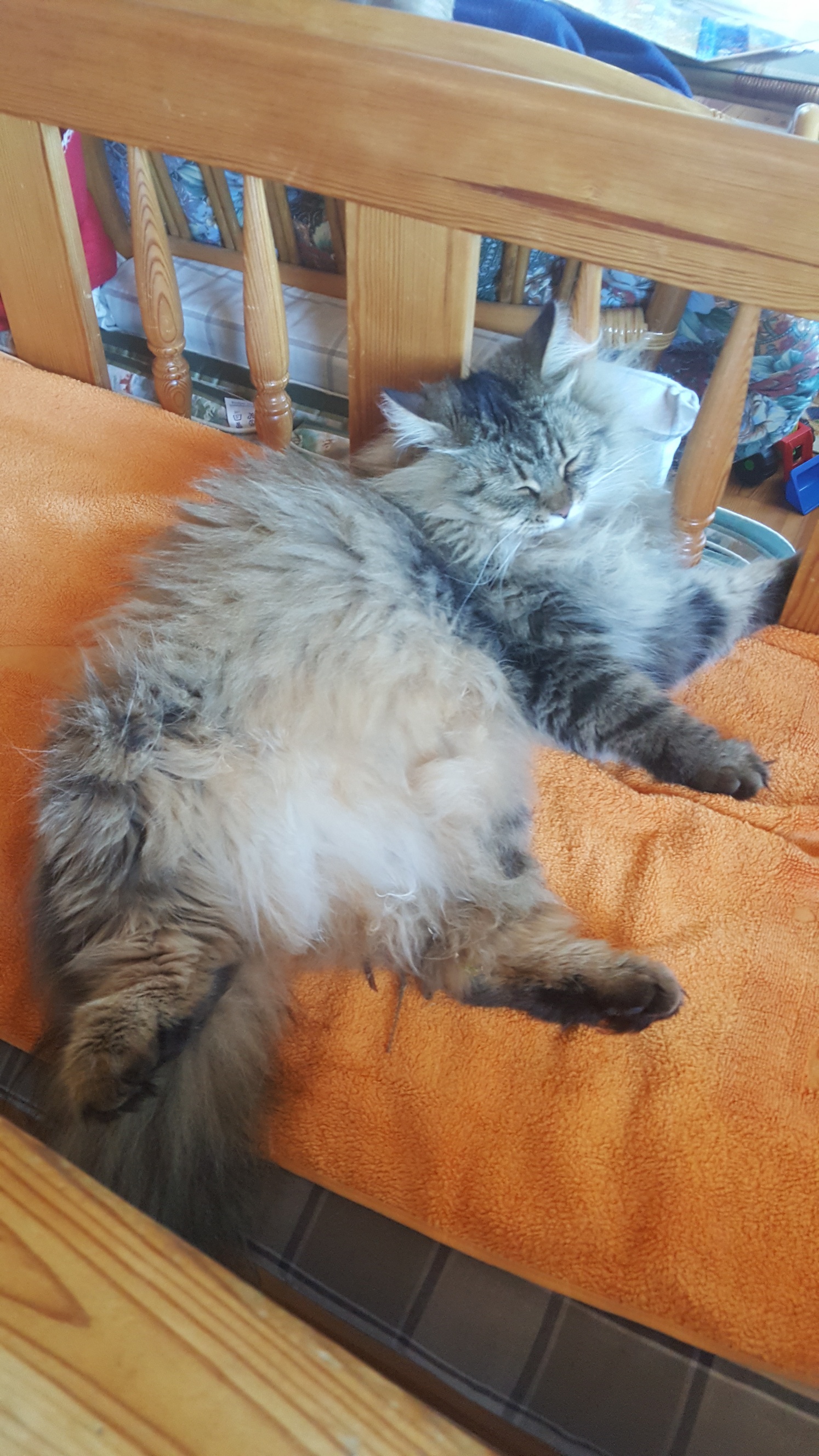 sibirisk katt Black