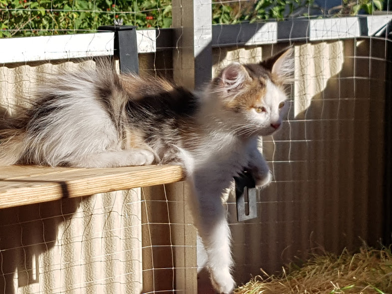 sibirisk katt Pandora