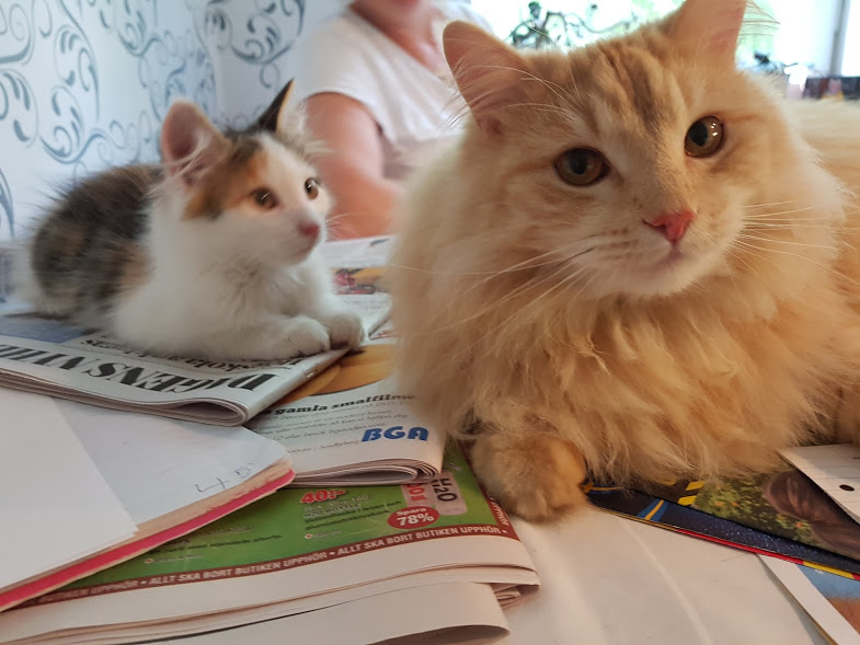 sibirisk katt Pandora Diablo