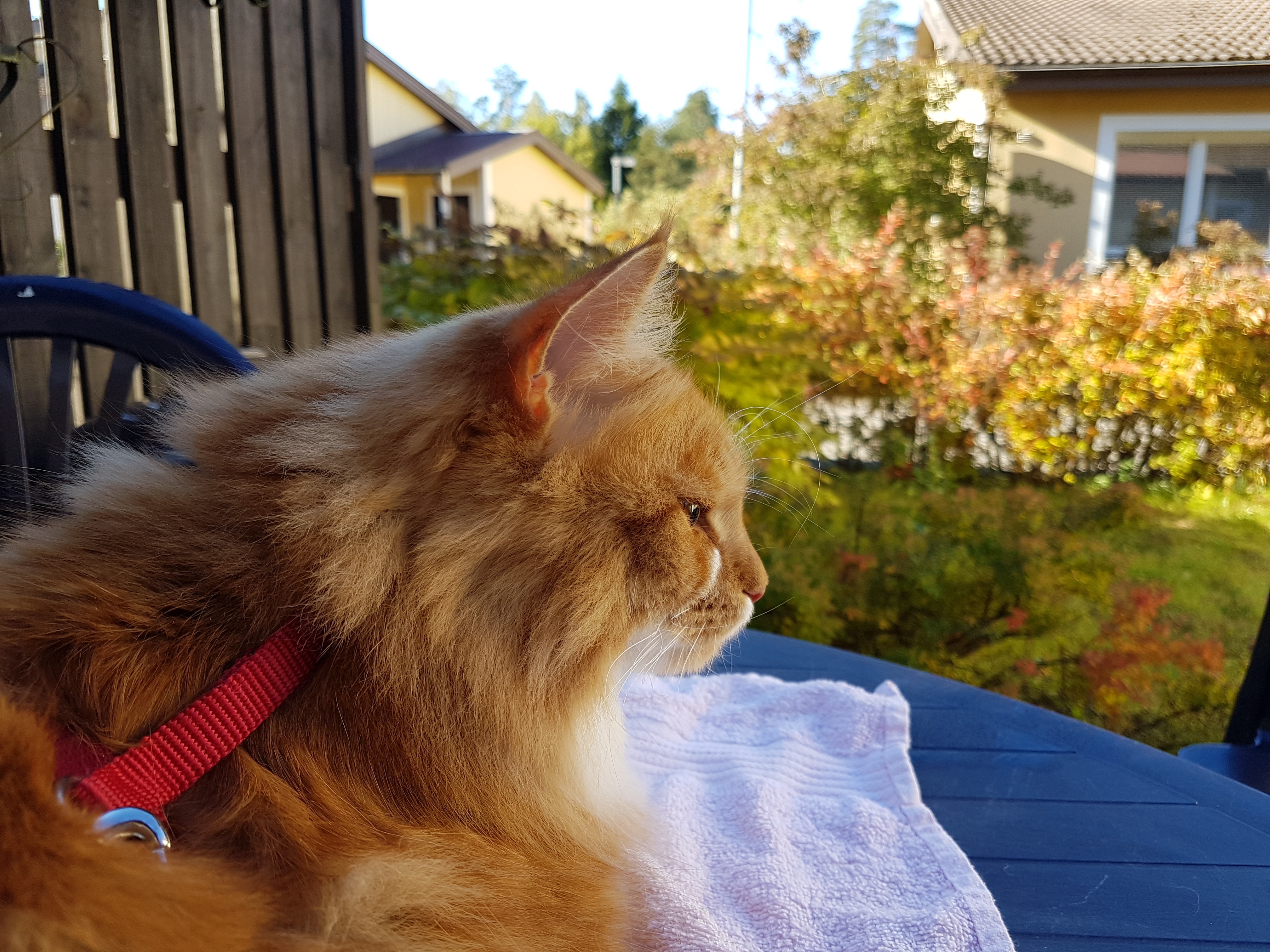 sibirisk katt Zeus