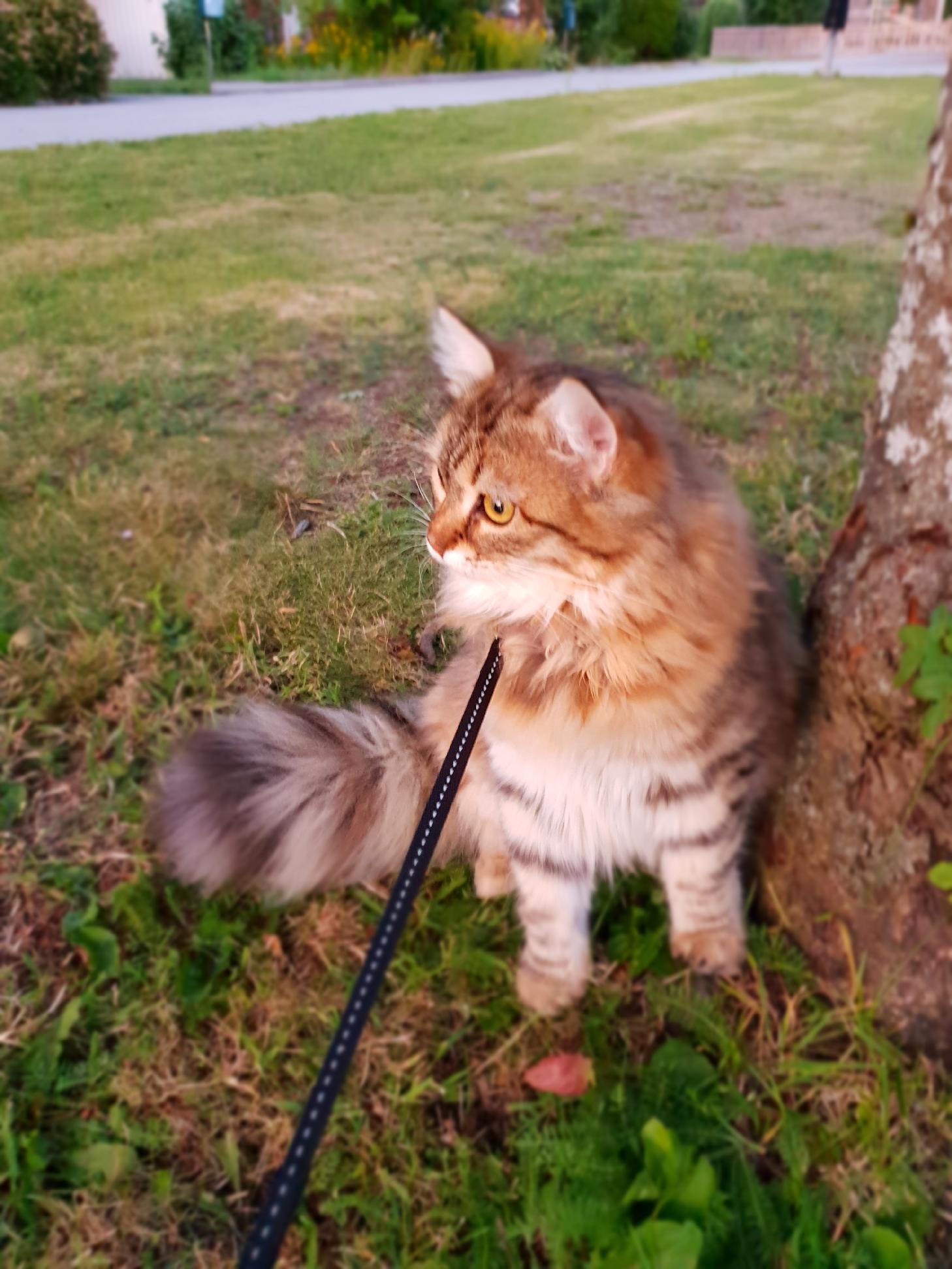 sibirisk katt Styx