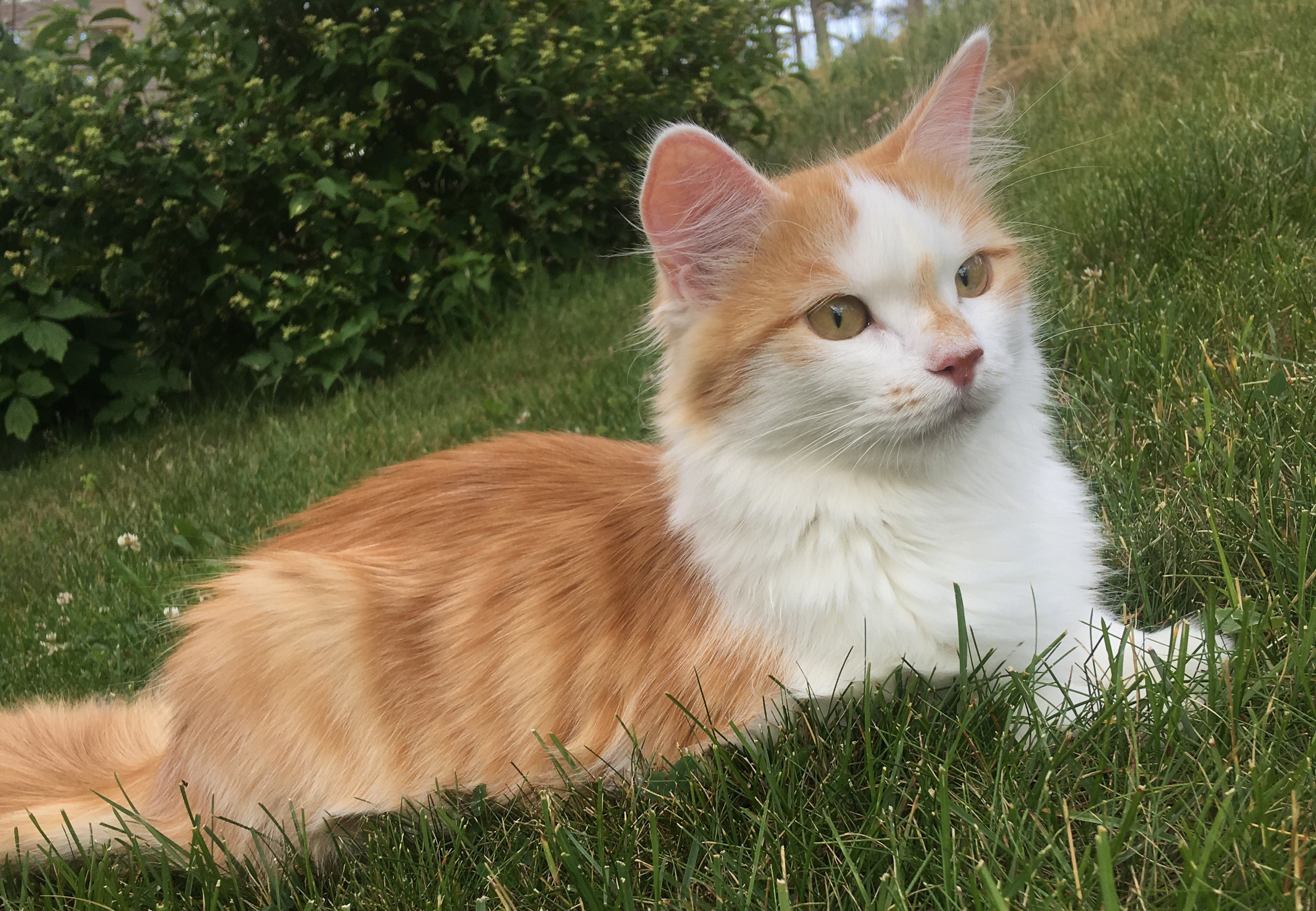 sibirisk katt Tethys