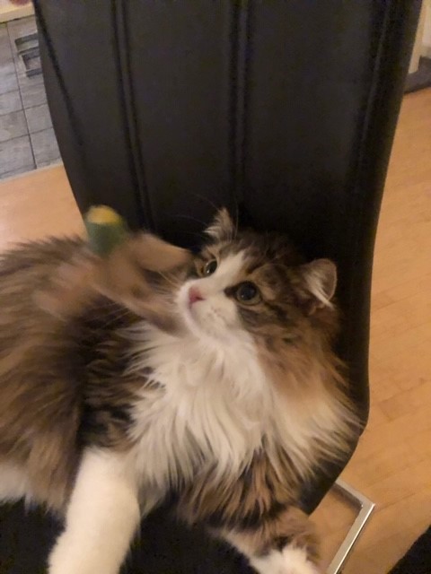 sibirisk katt Salsa