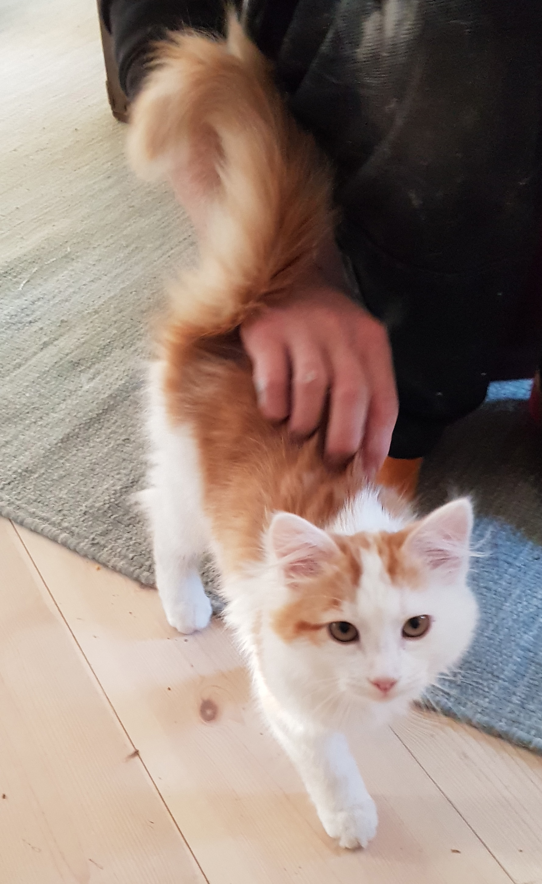 Sibirisk katt Thebe