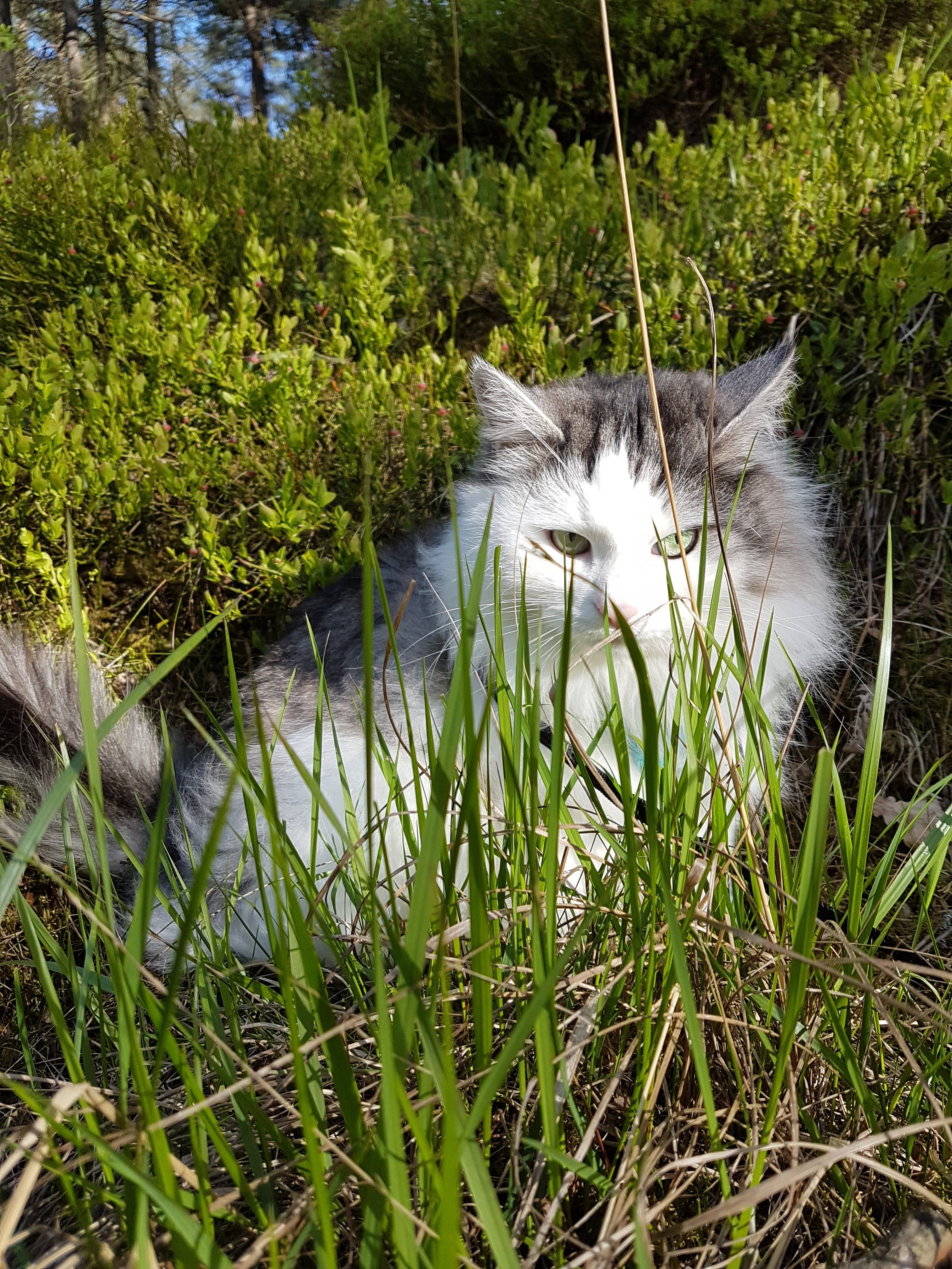 sibirisk katt