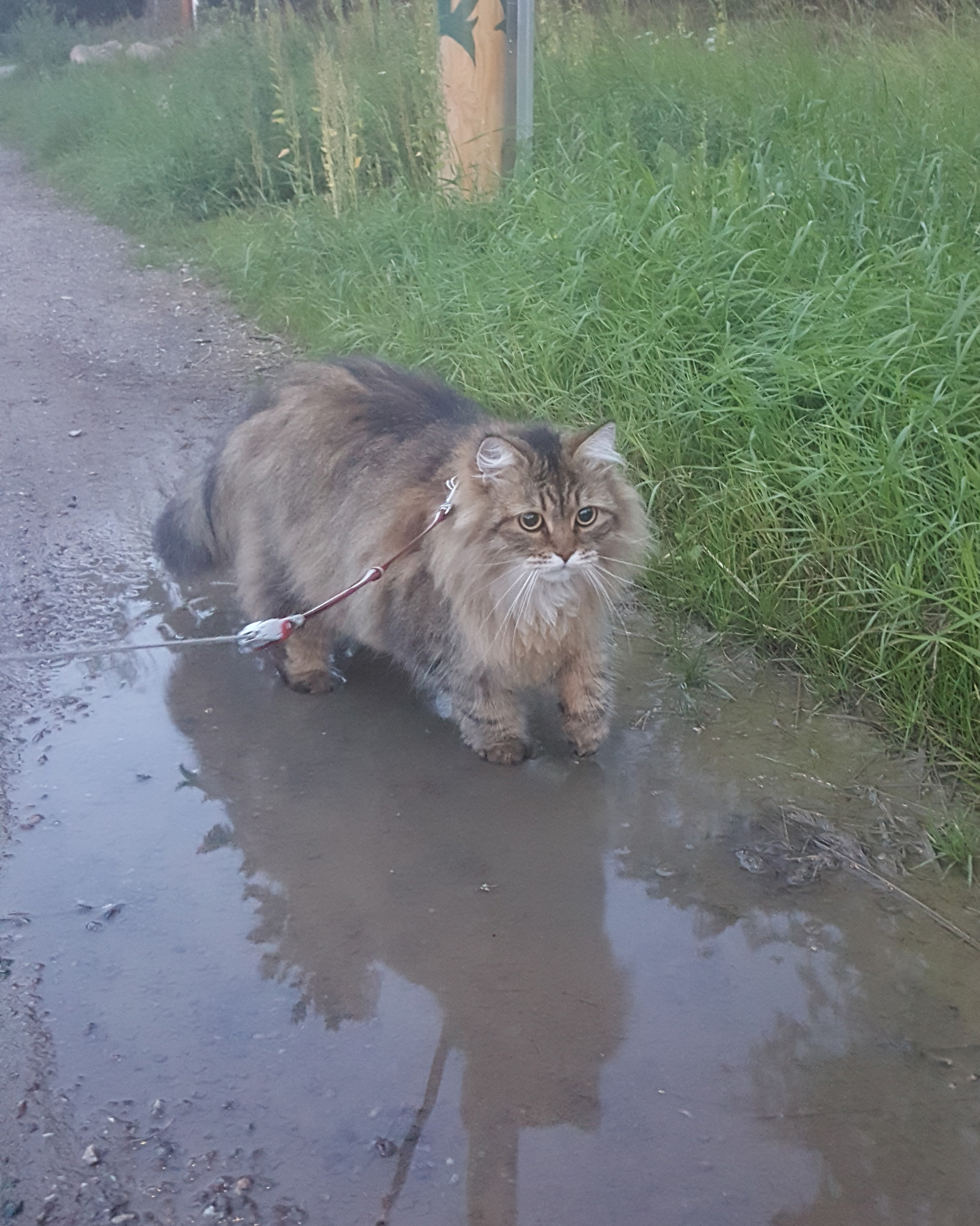 Sibirisk katt Black