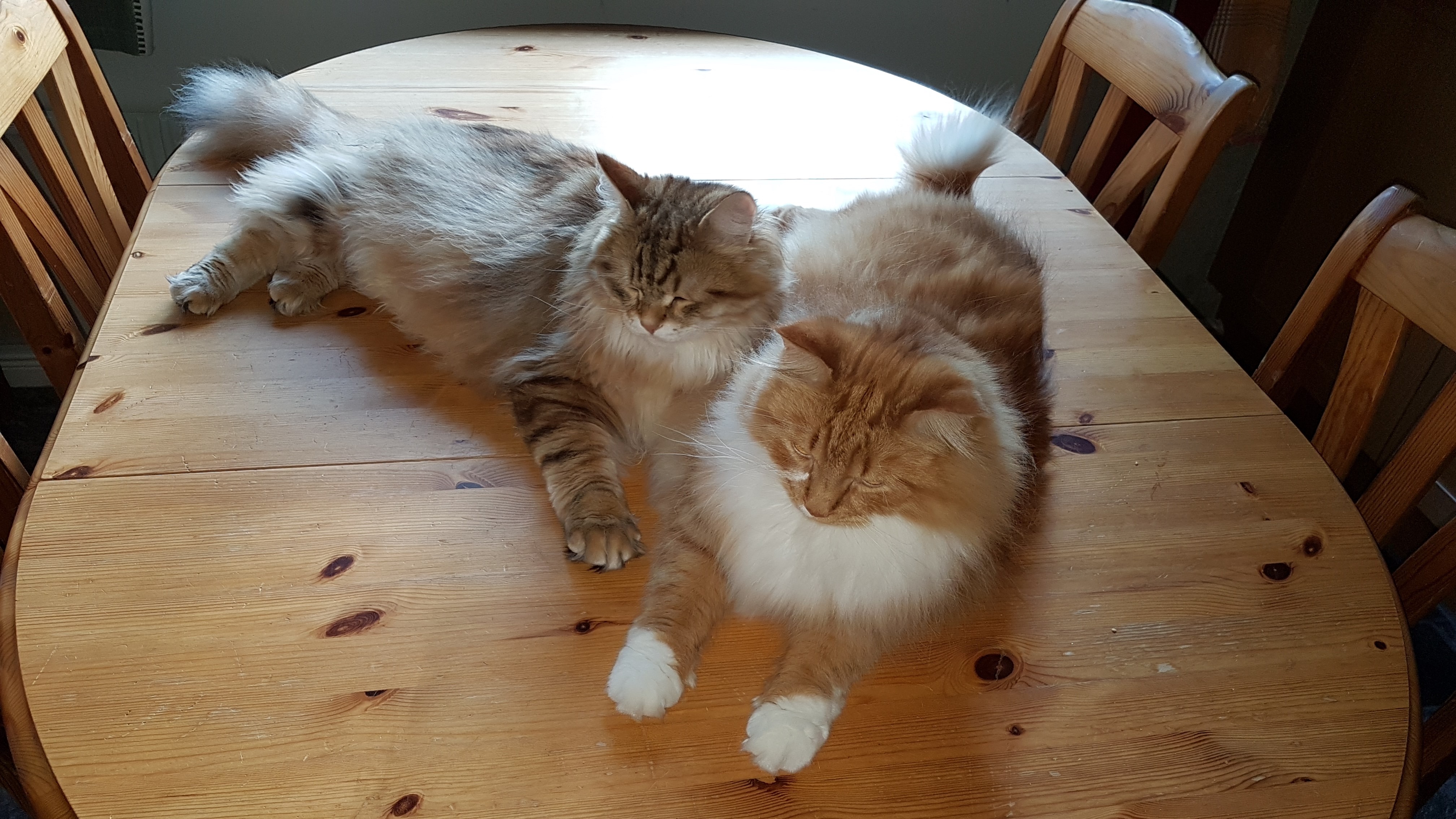 sibirisk katt Zeus