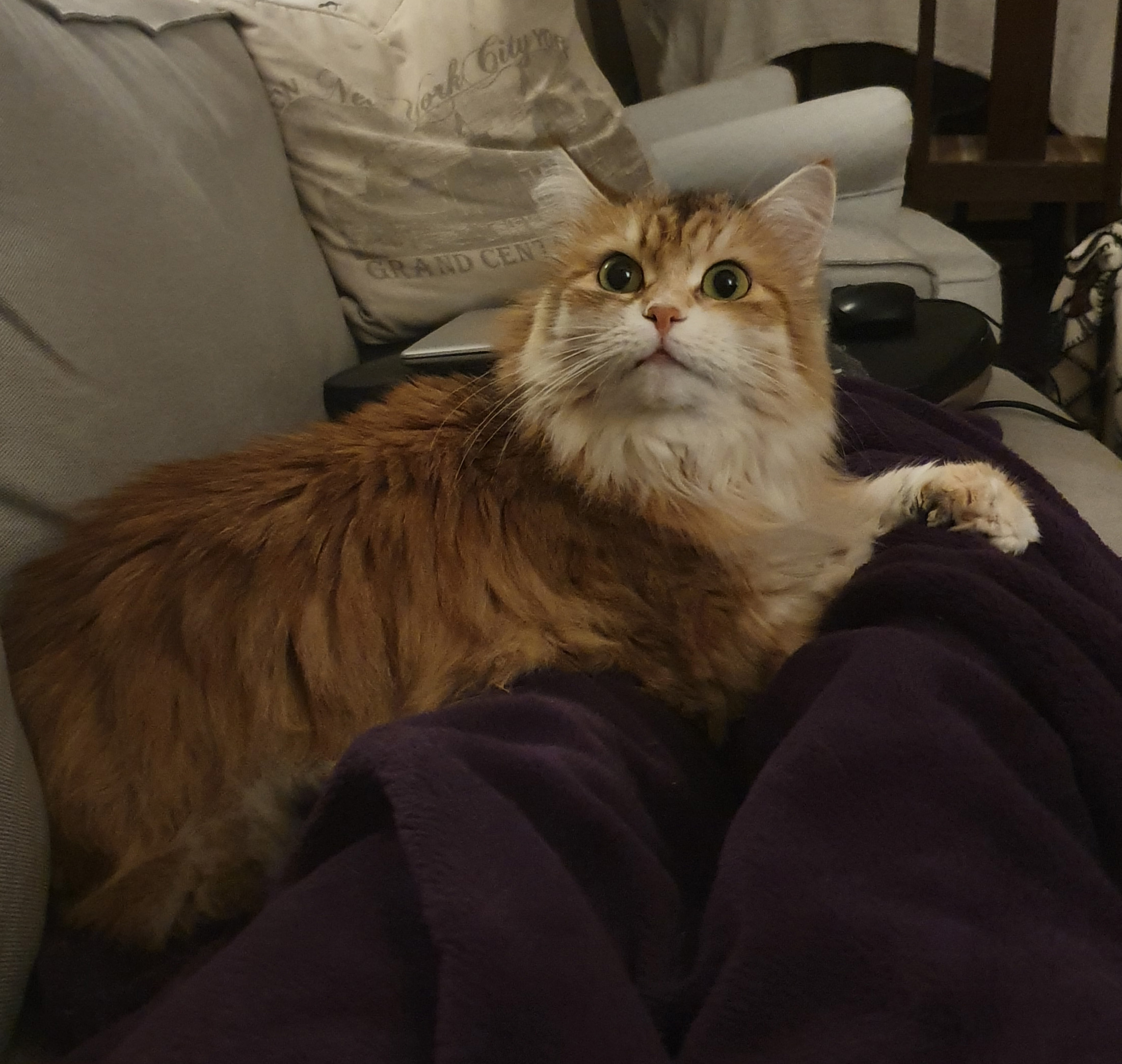 sibiriskkatt Marilyn