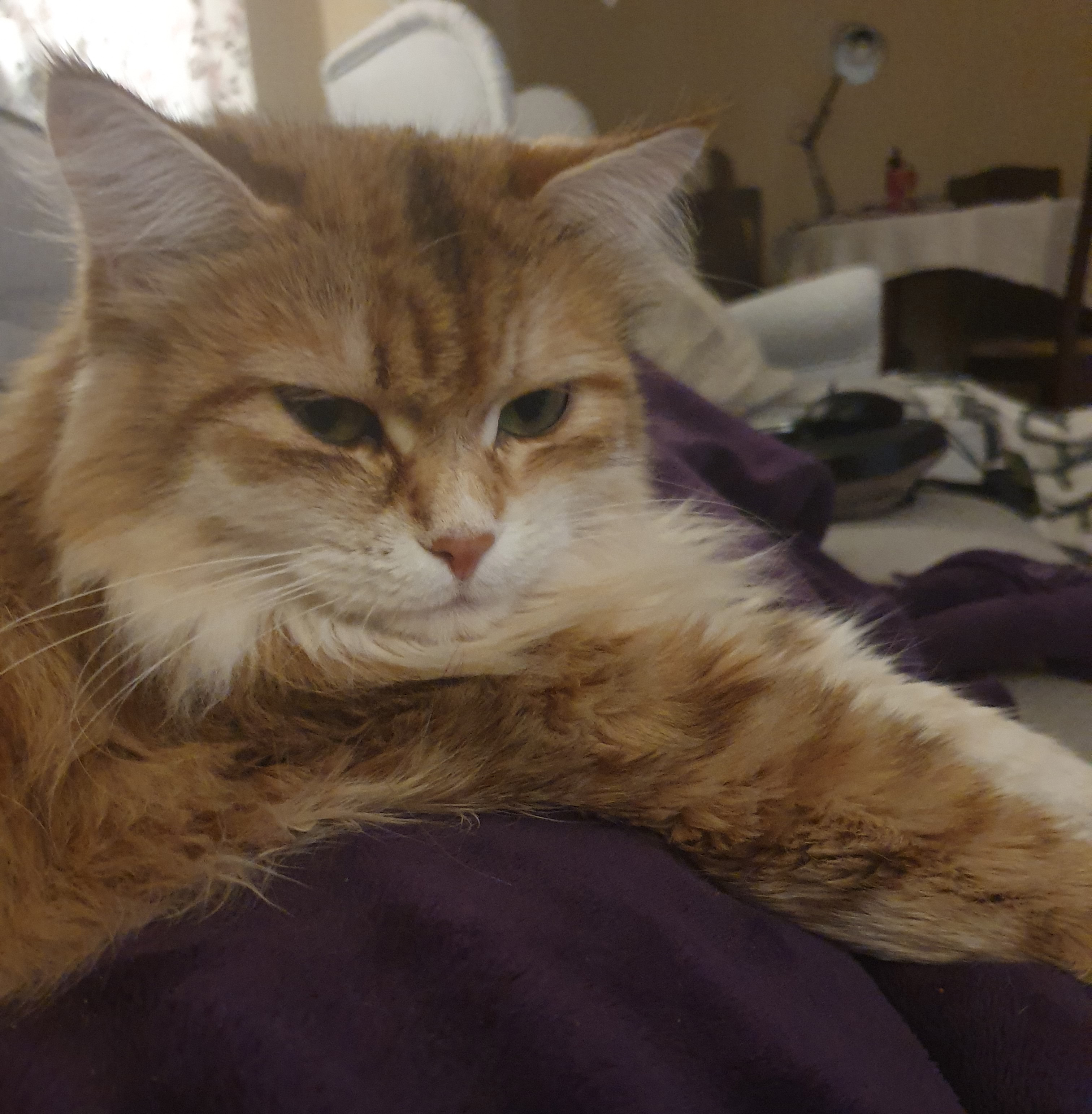 sibiriskkatt Marilyn